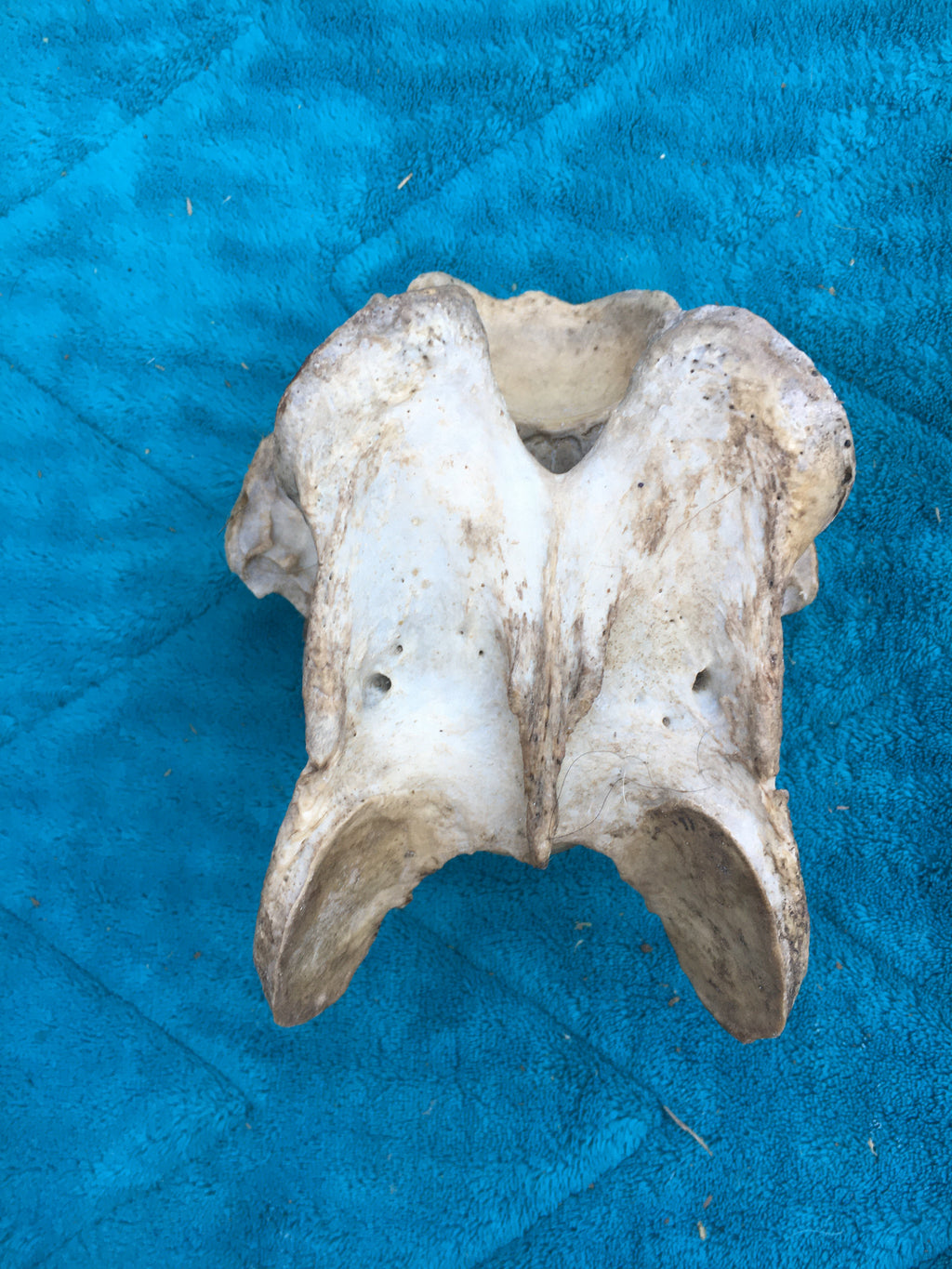 Rare****Alpaca Vertebrae