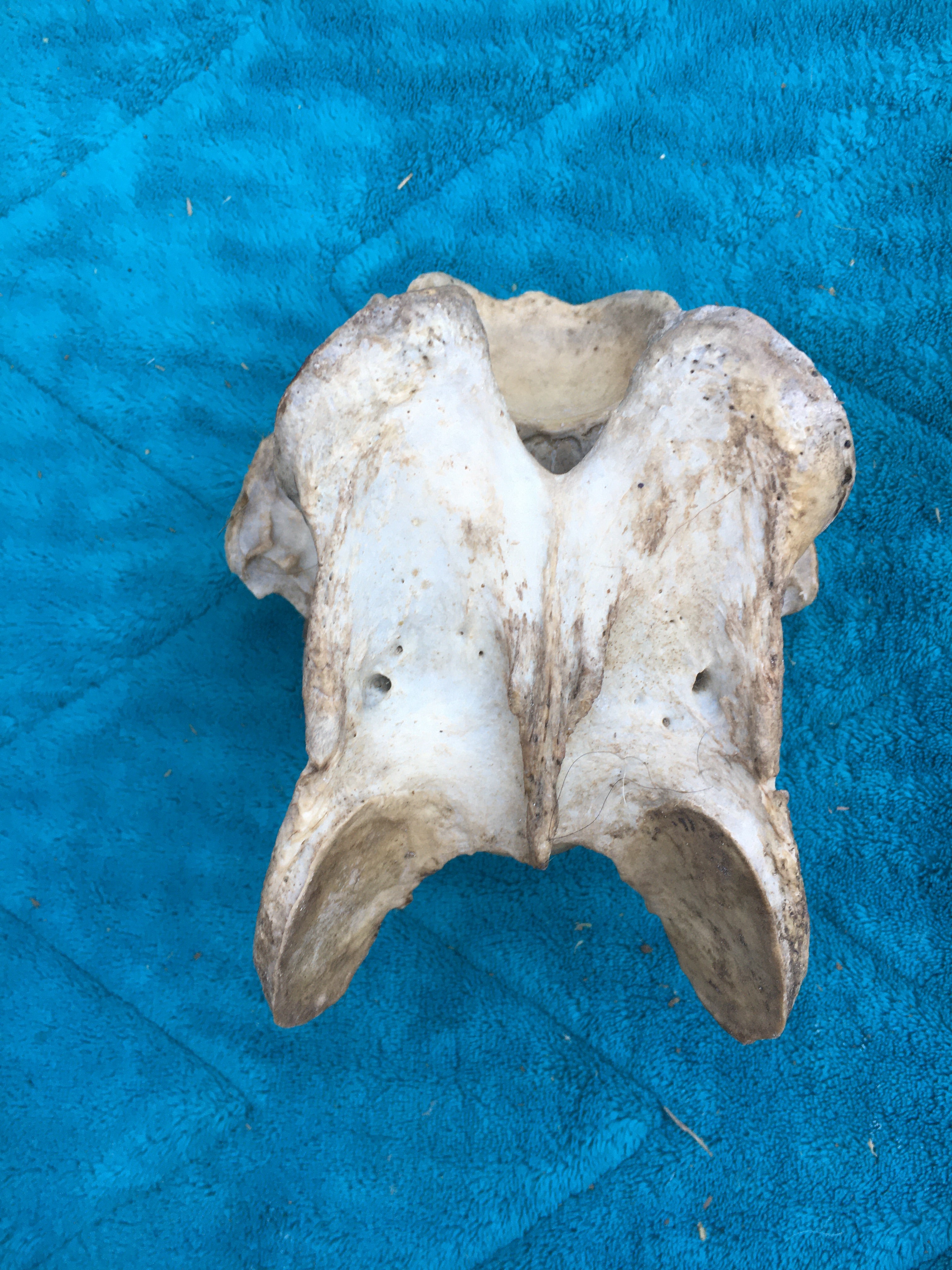 Rare****Alpaca Vertebrae