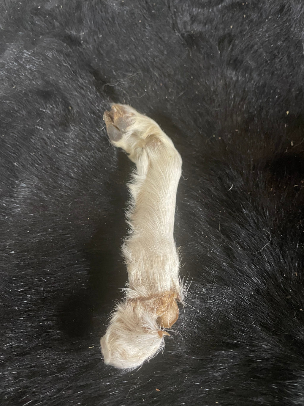 Tan Mummified Goat Leg