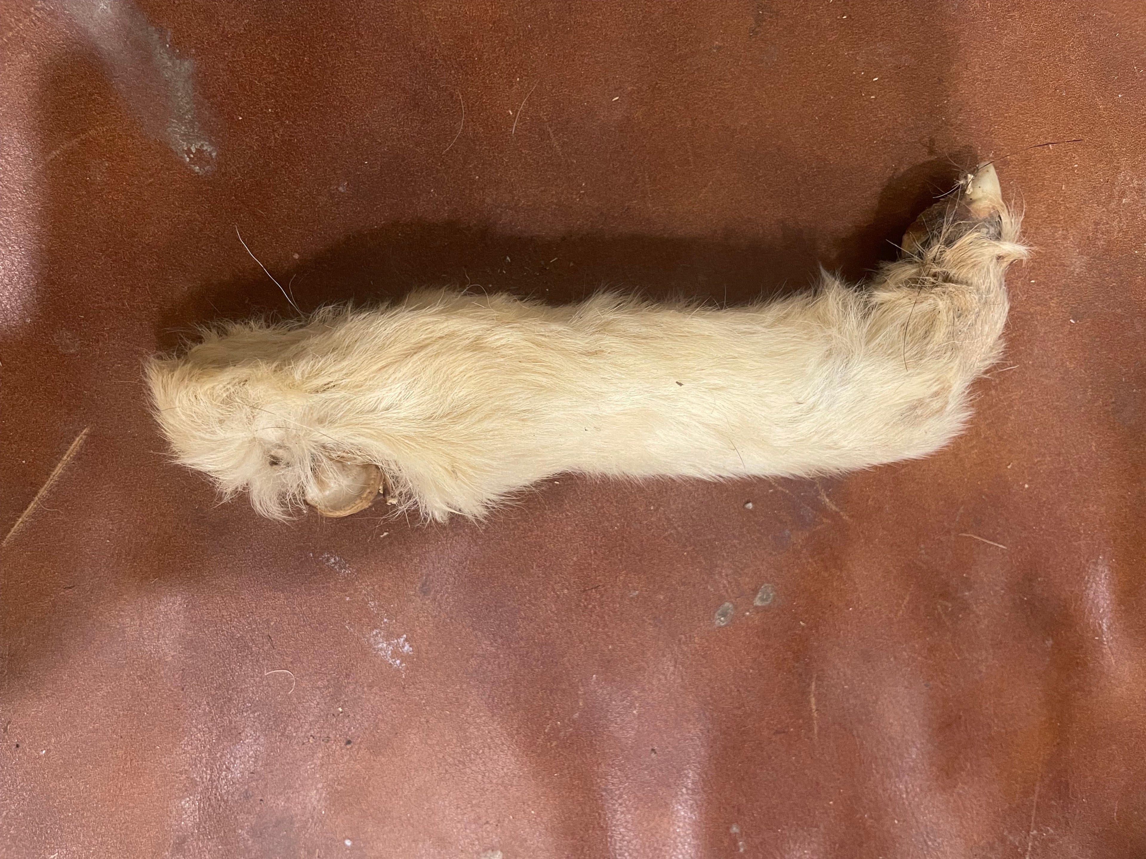 Goat Leg