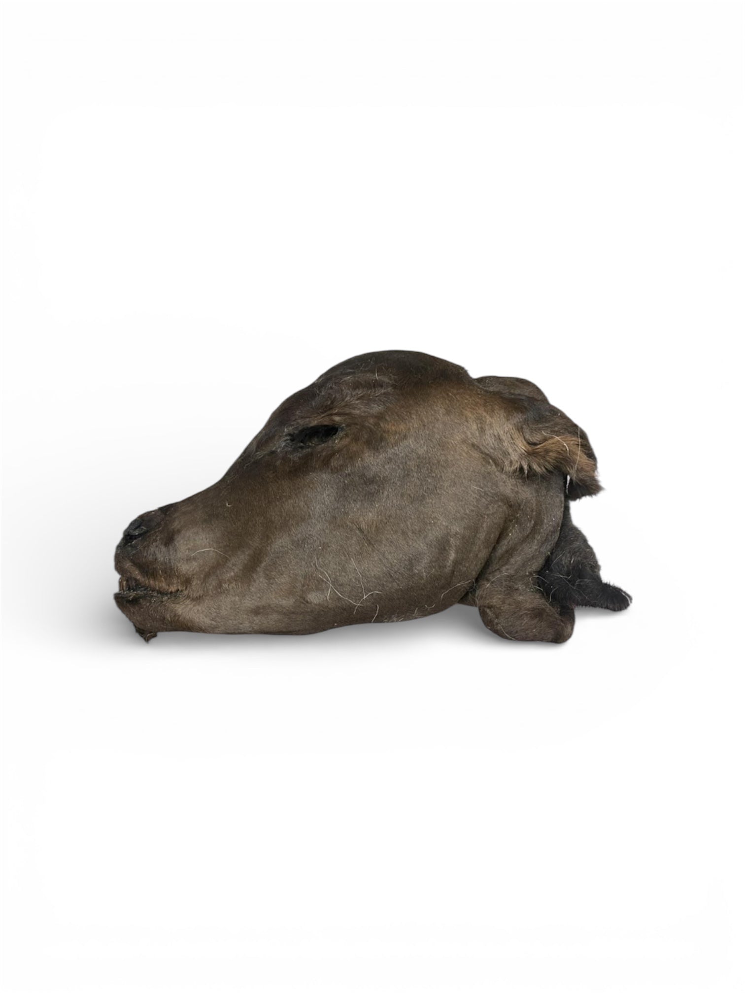 Mummified calf head