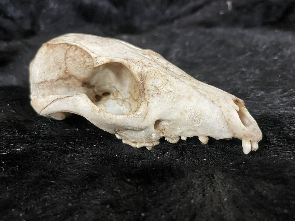 Craft grade Coyote Skull