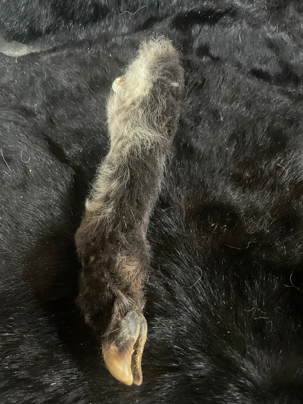 Black and white Mummified Lamb Leg