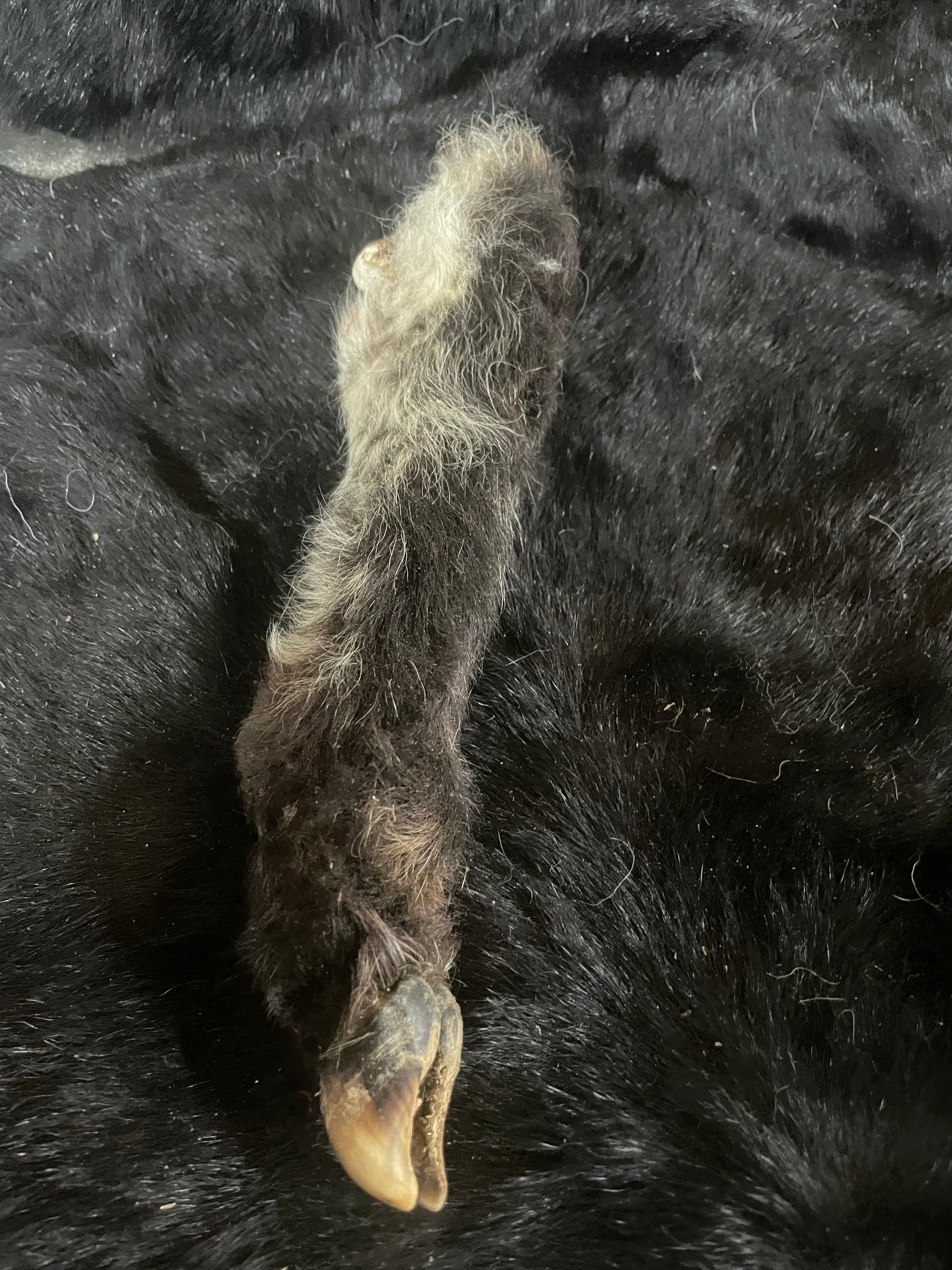 Black and white Mummified Lamb Leg