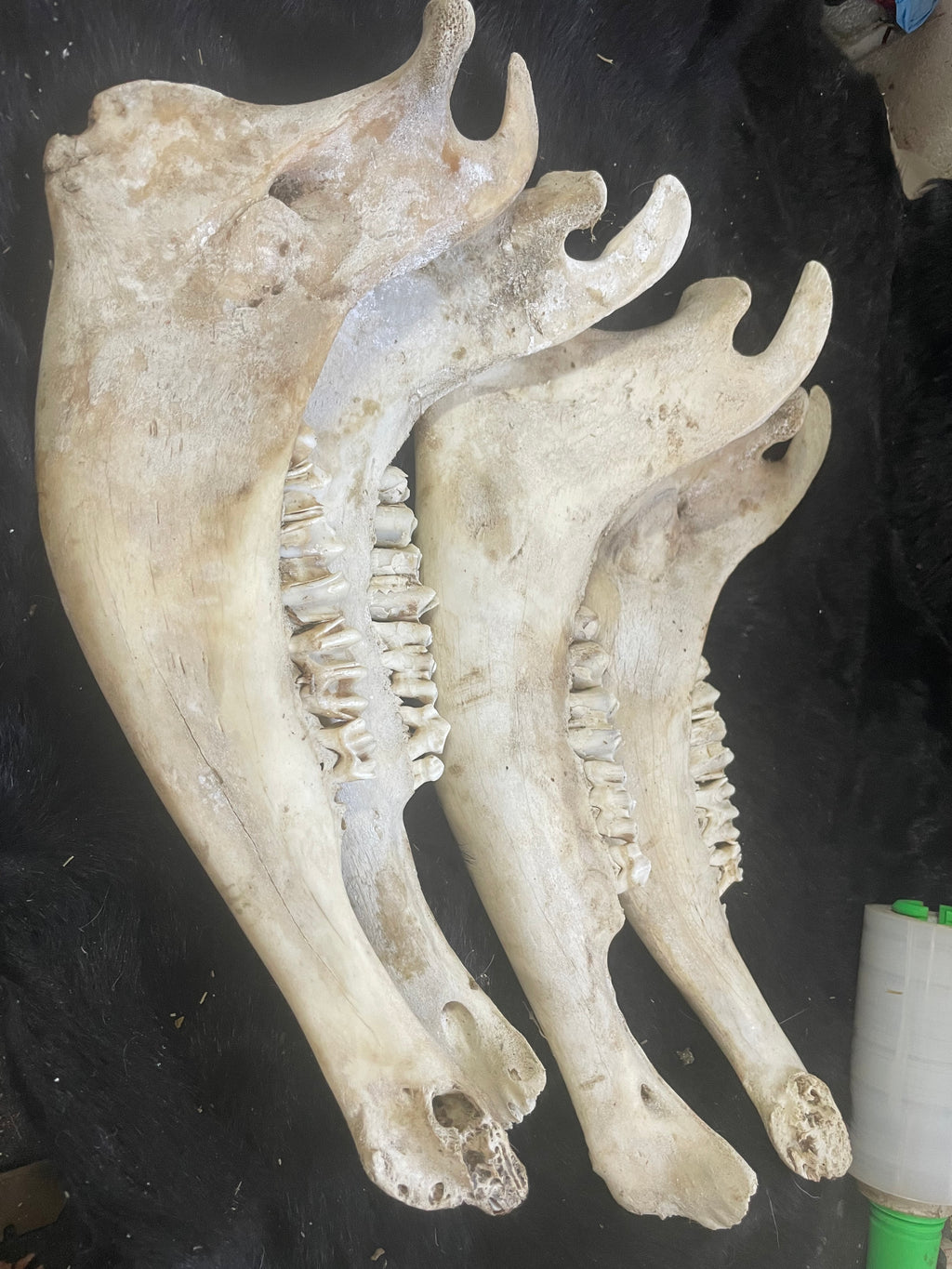 Bison Jaw Bone Lot