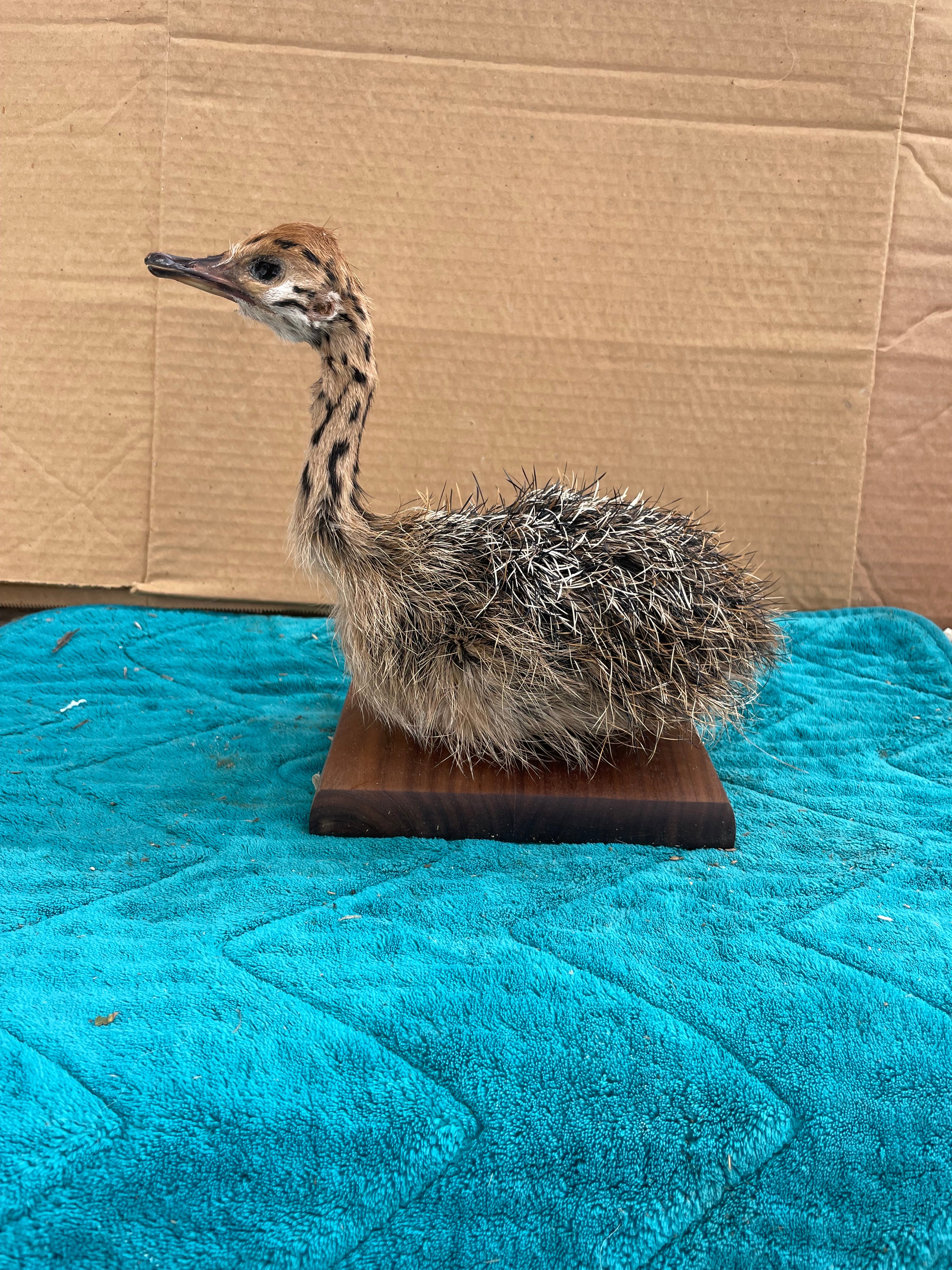 Ostrich