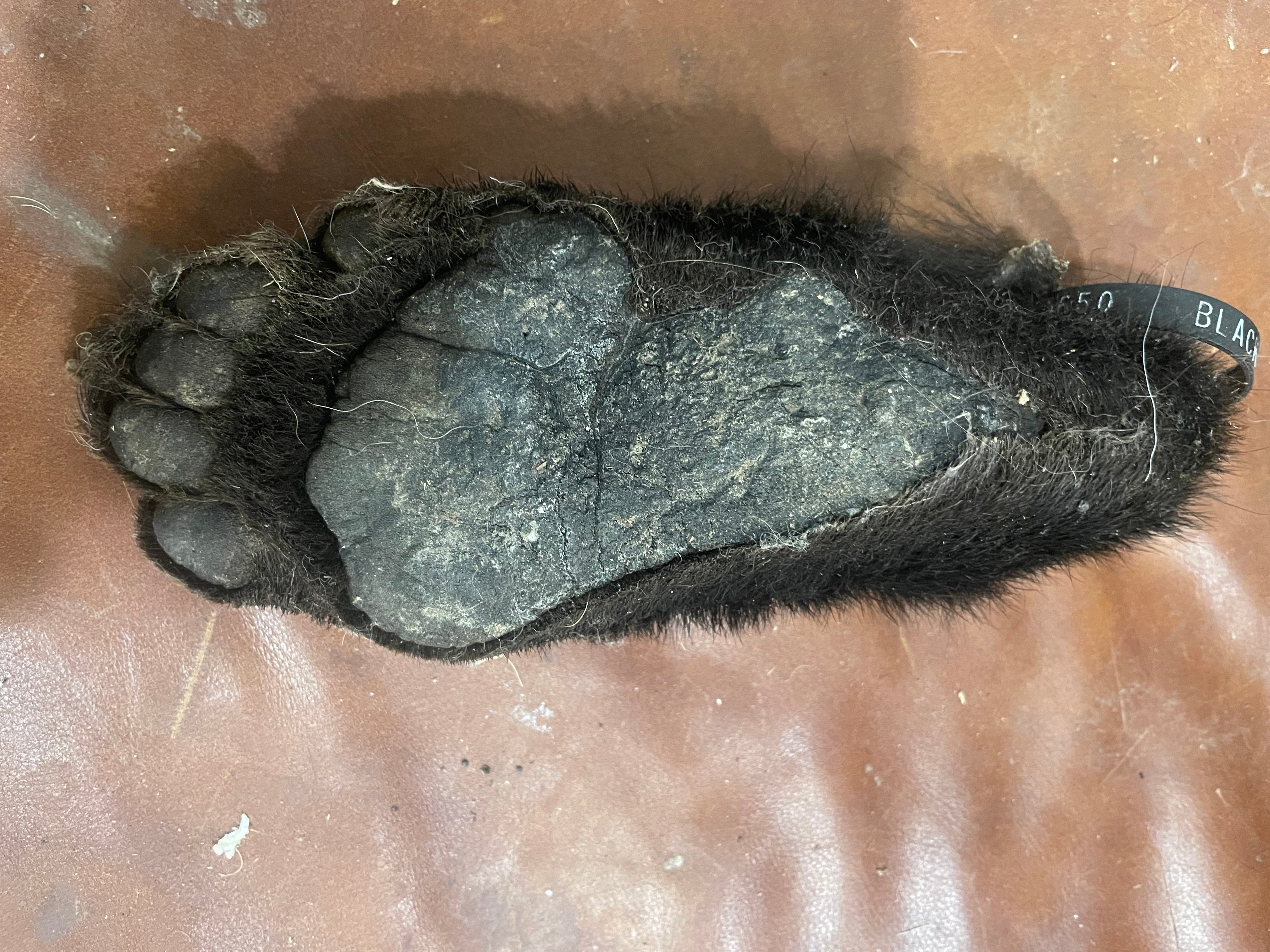 ***** Rare**Mummified Bear Foot