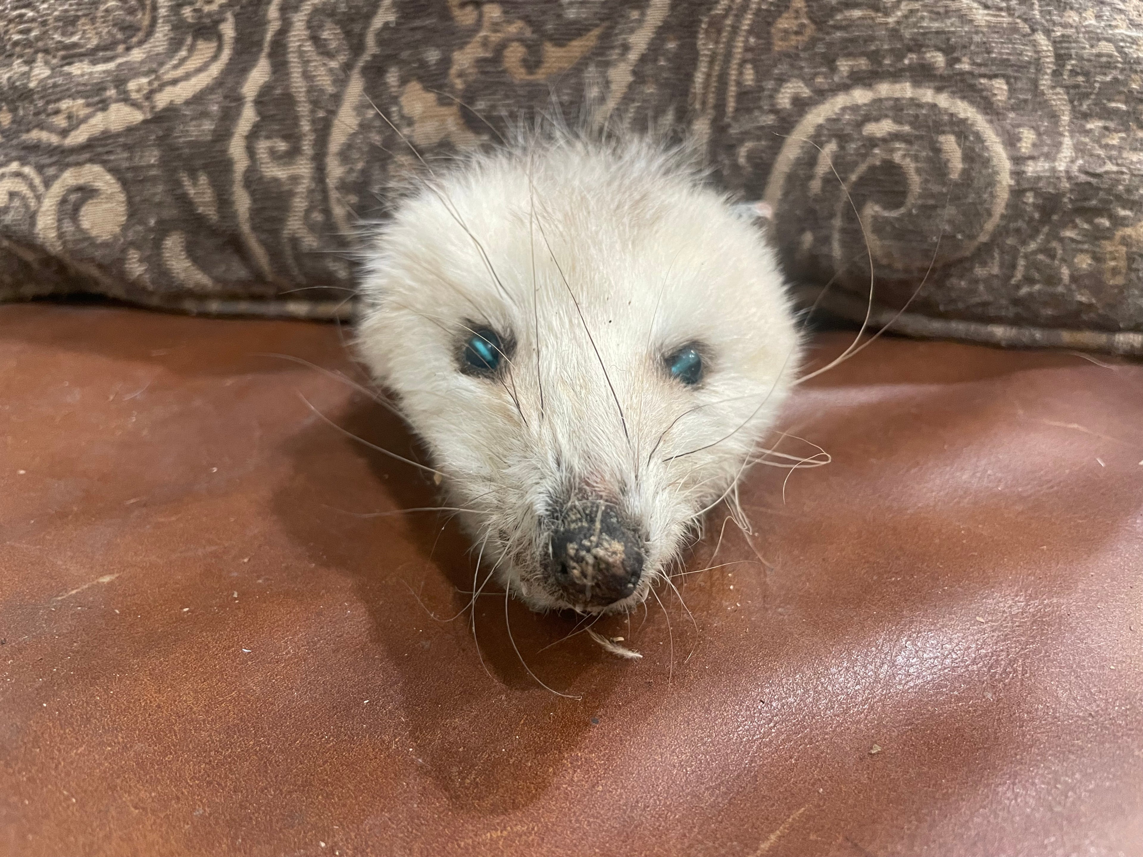 Blue Eyes Opposum Head