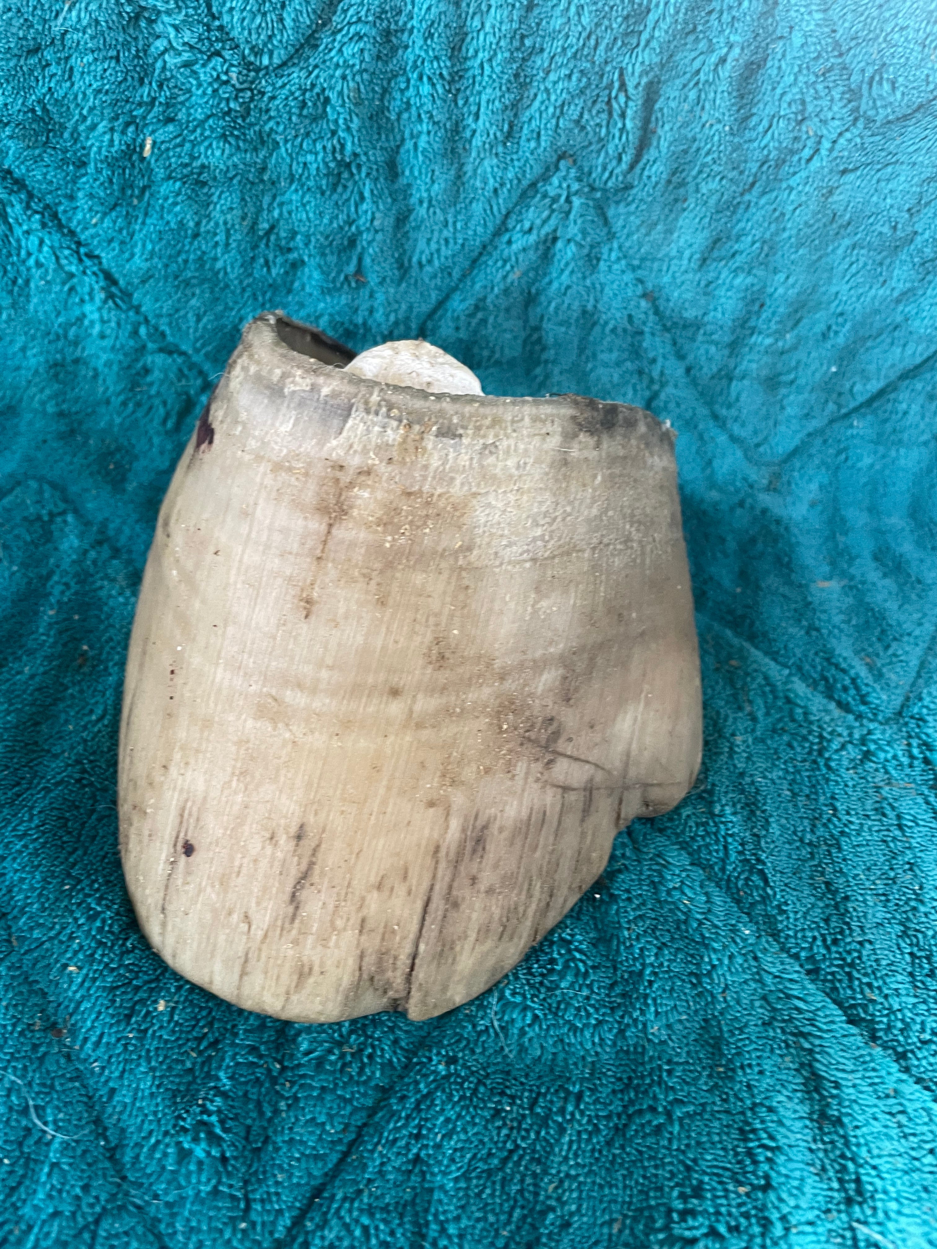 Mustang Horse Hoof