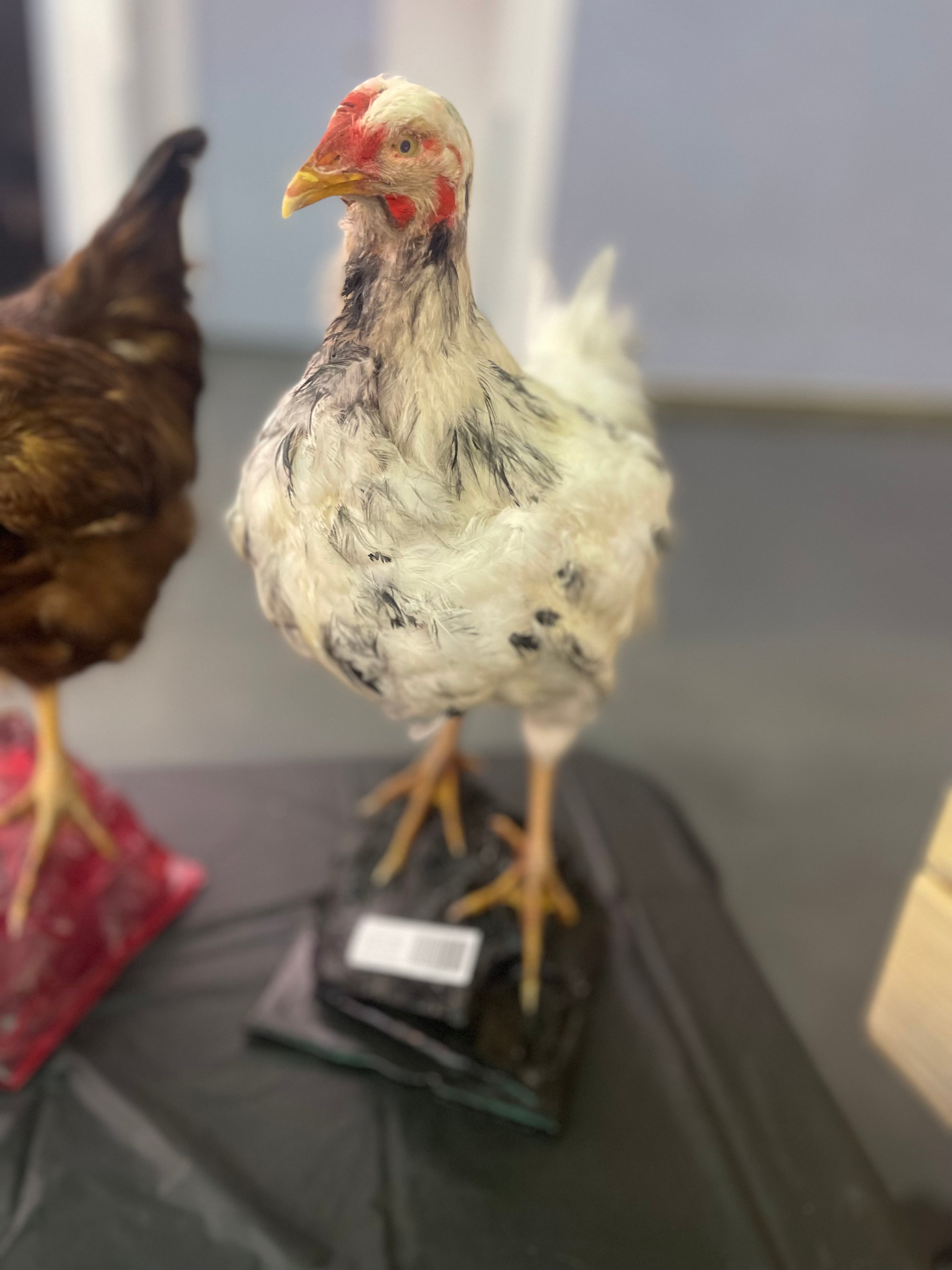 White and Black Spotted Chicken