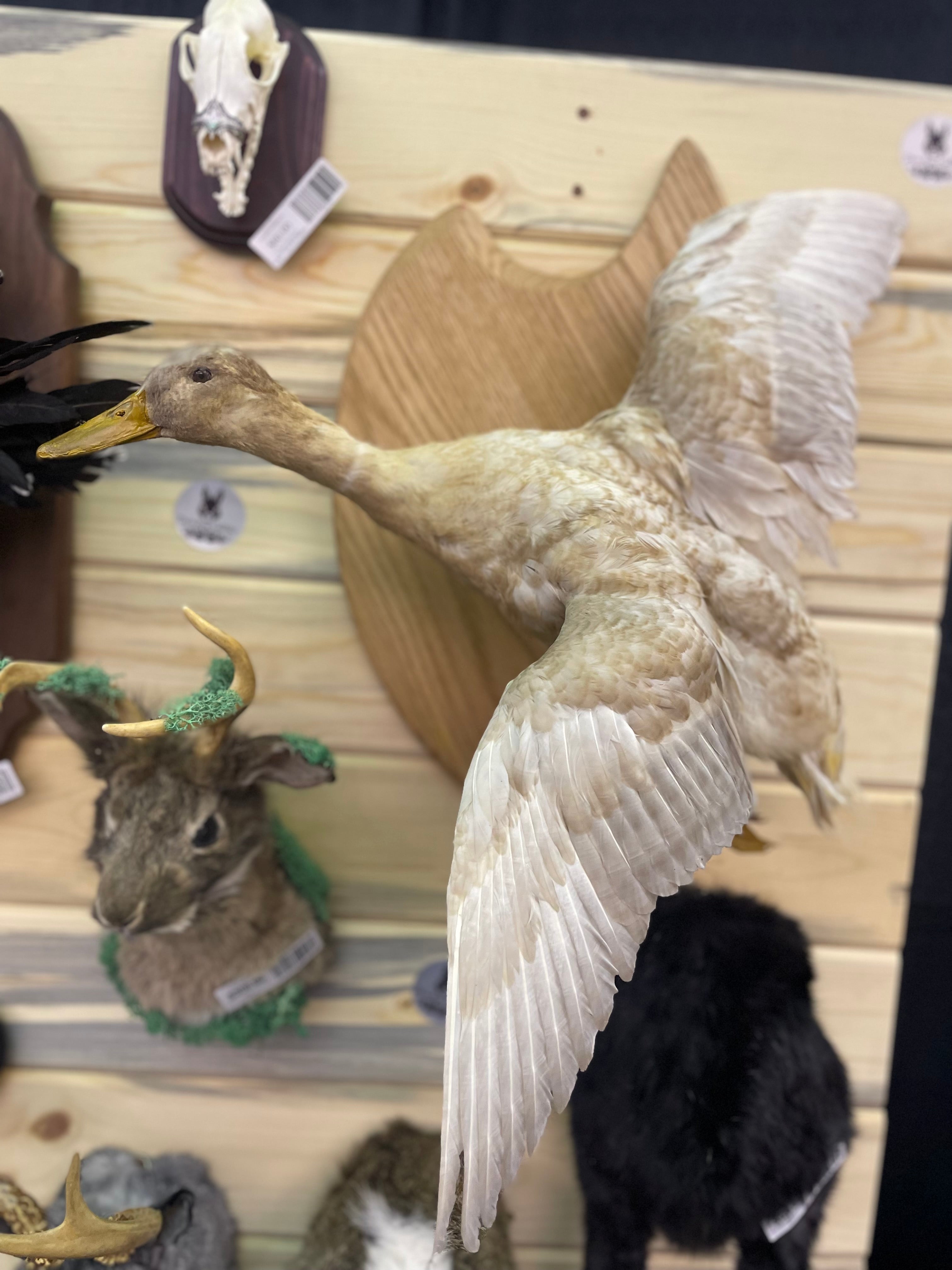 Flying Domestic Duck NON NATIVE LEGAL