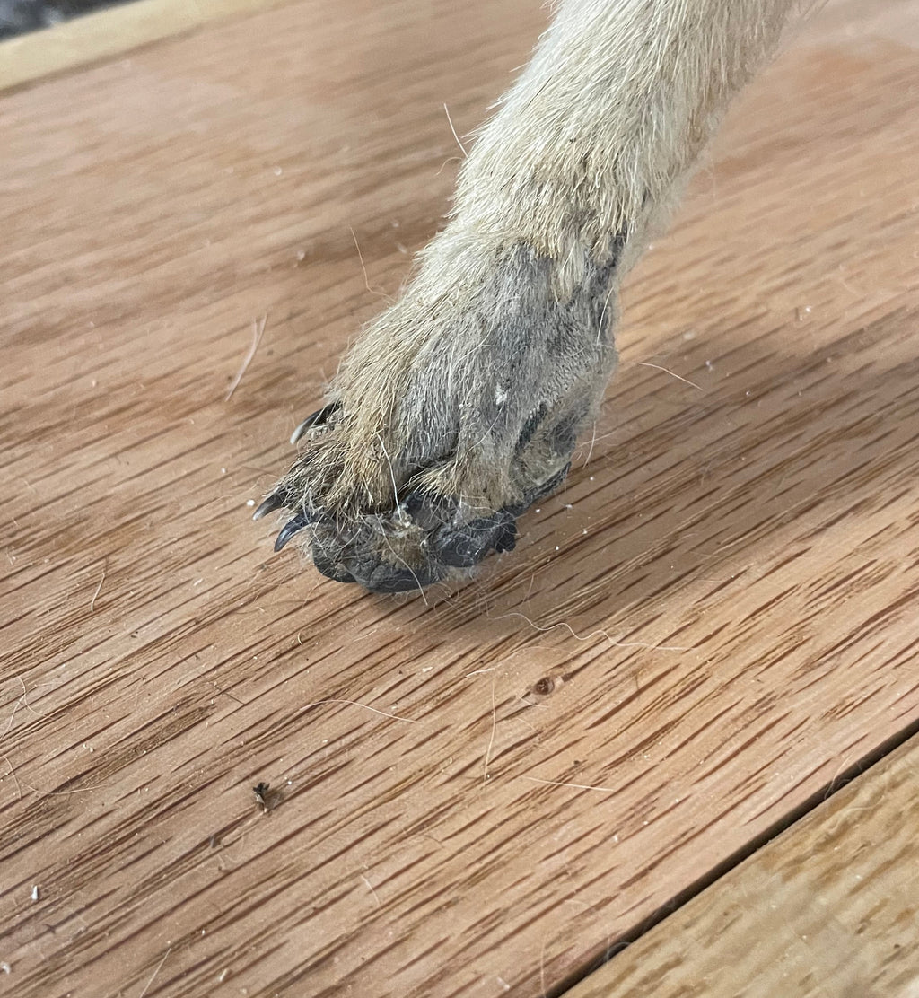 Singe the Baby Coyote