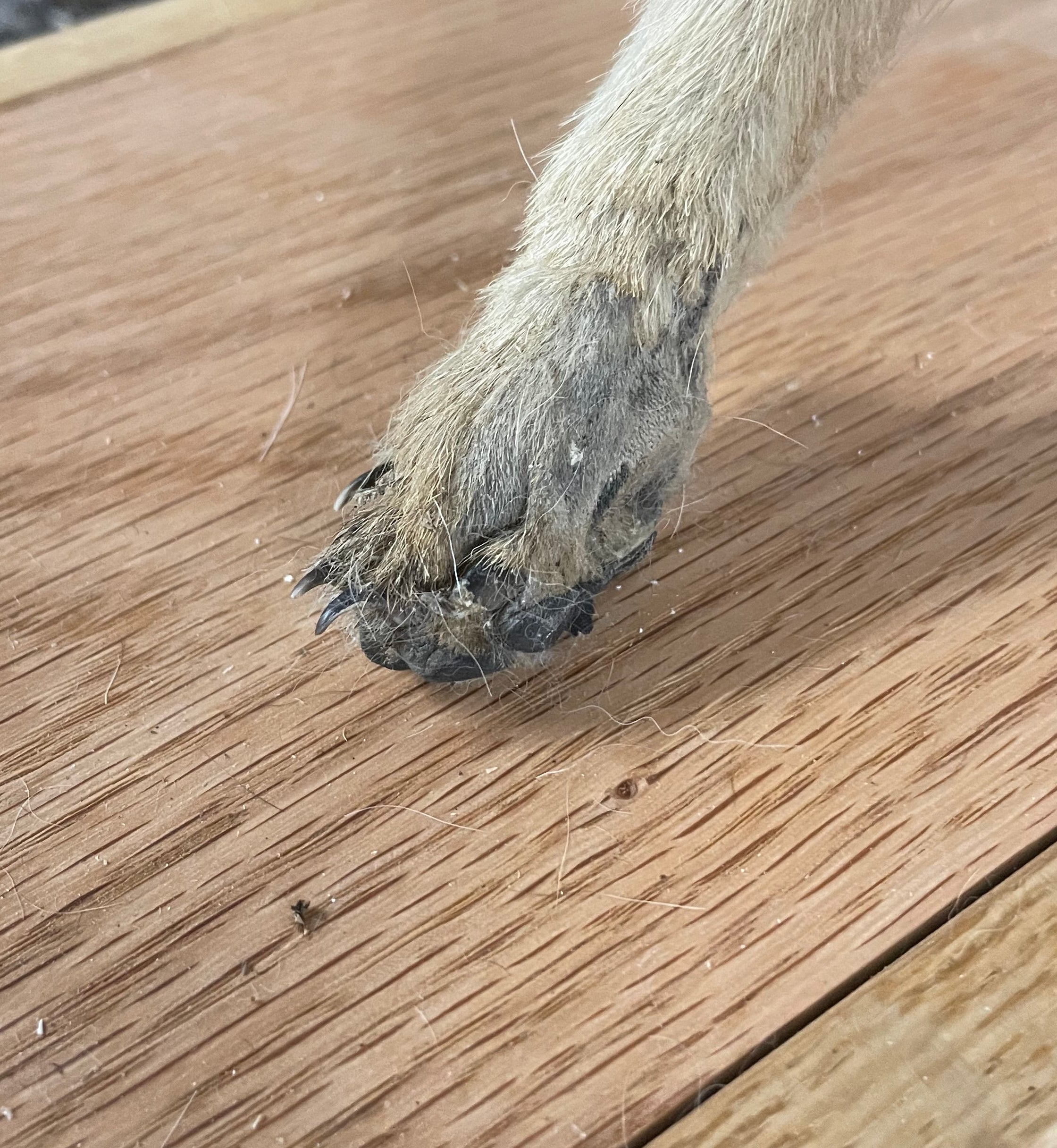 Singe the Baby Coyote