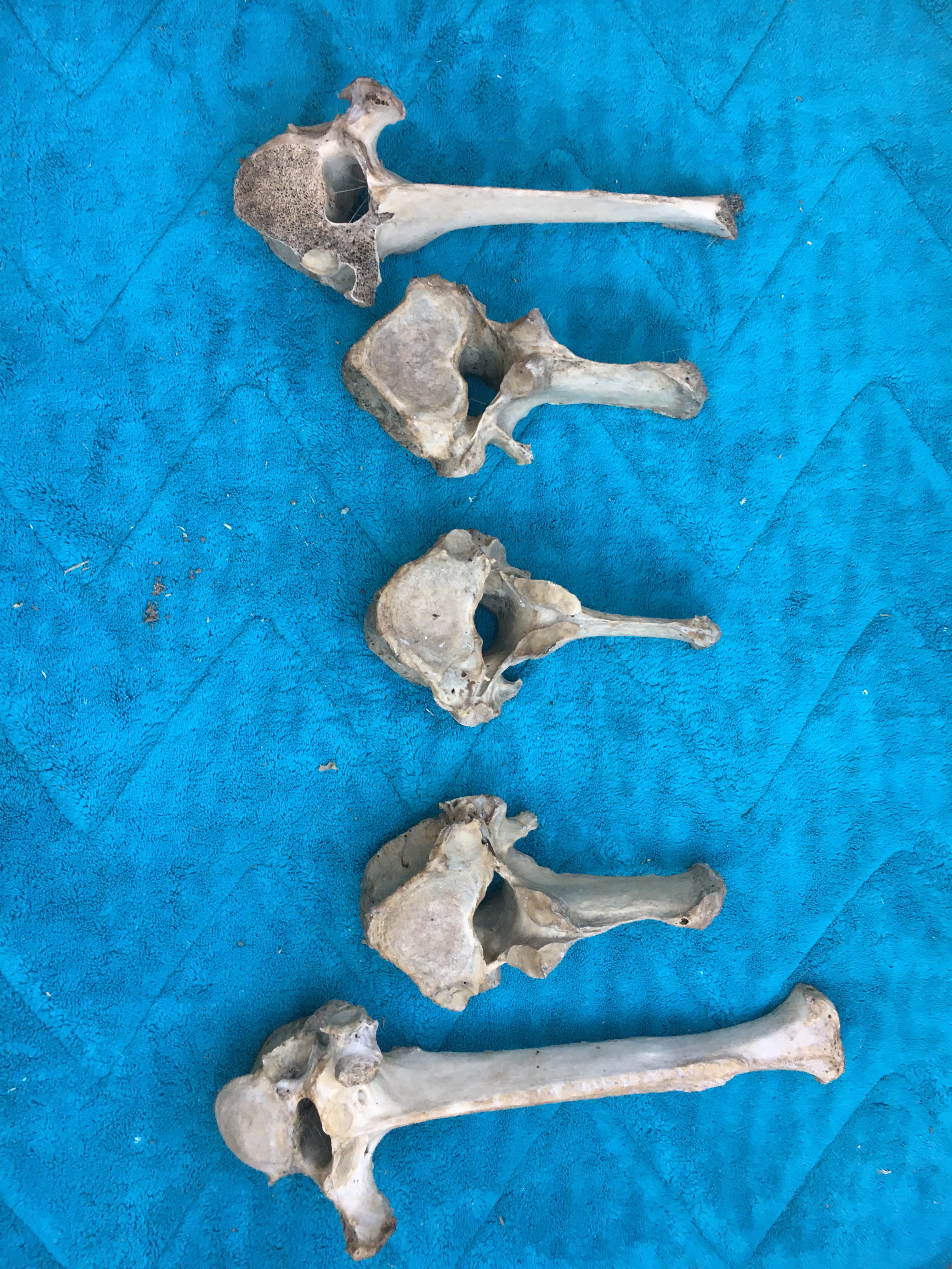Foal Vertebrae Bones