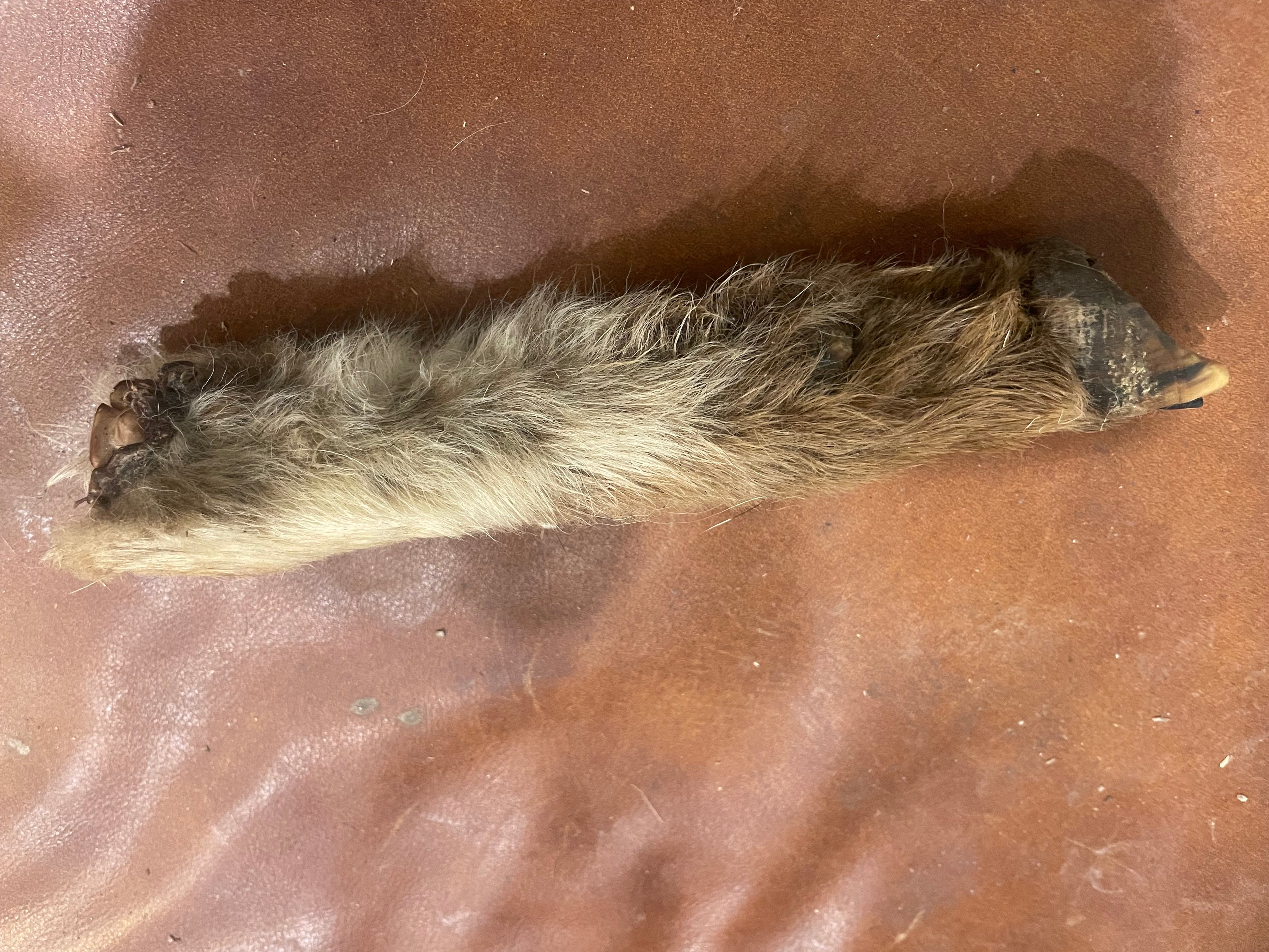 Lamb Leg