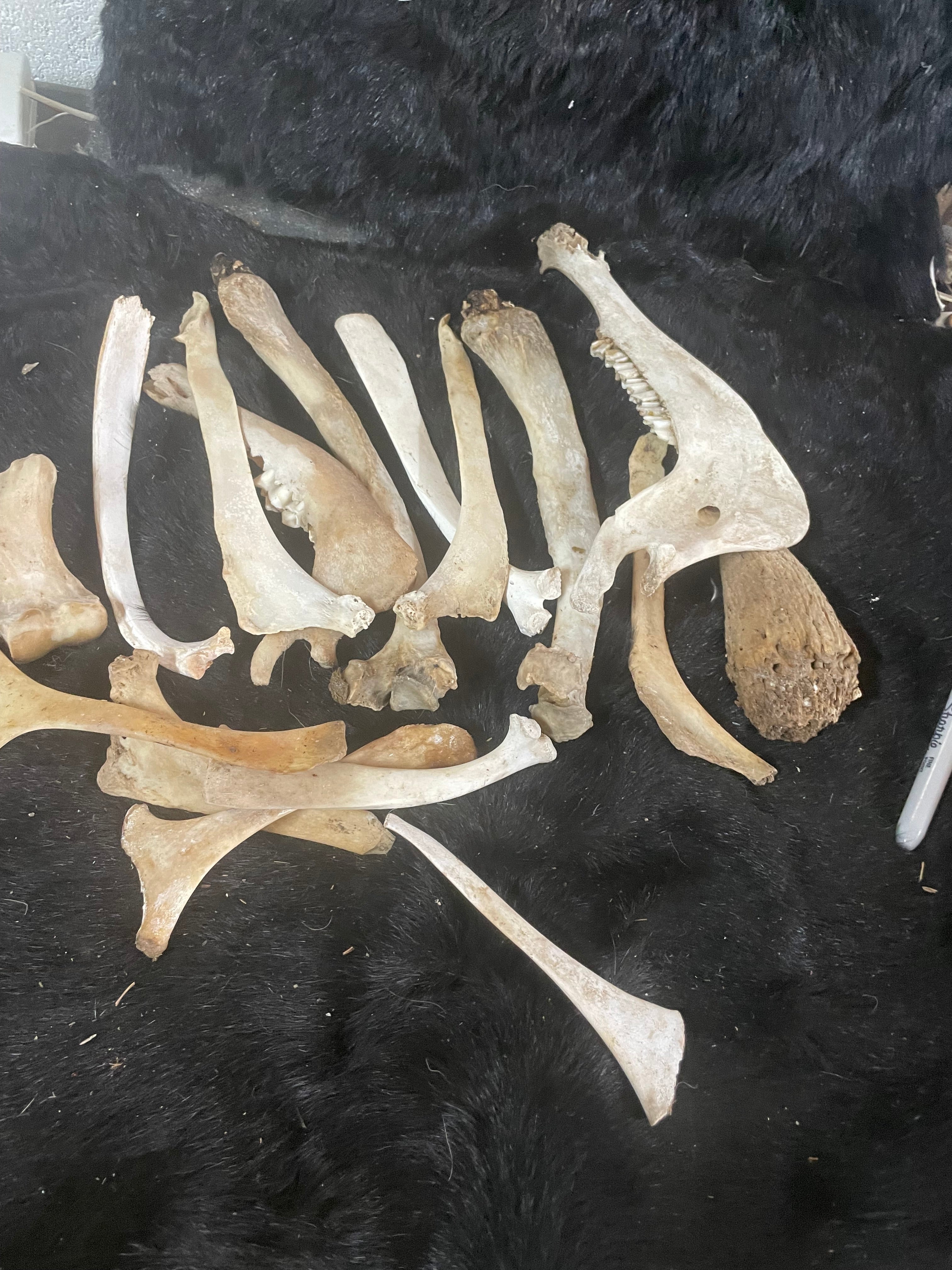 Misc Grab Bag of Bones