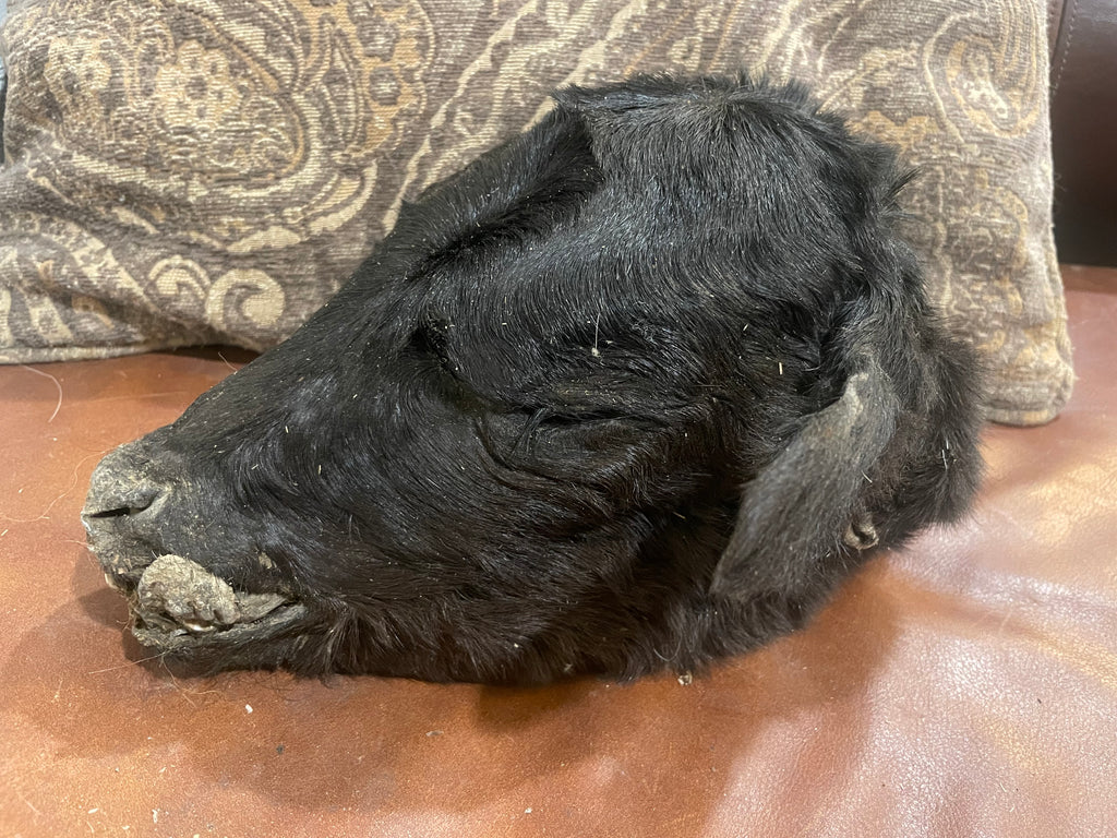 Mummified Calf Head