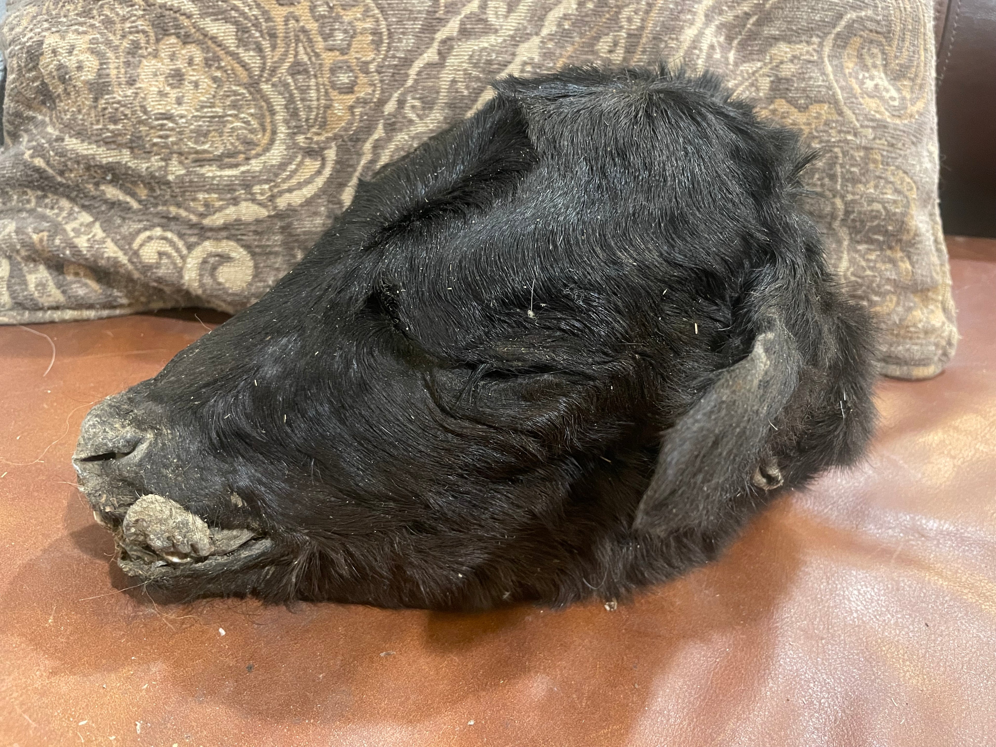 Mummified Calf Head
