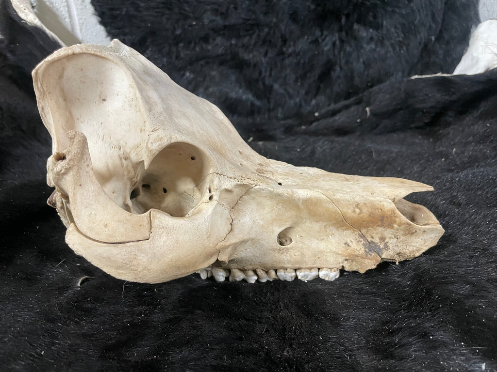 Kune Skull