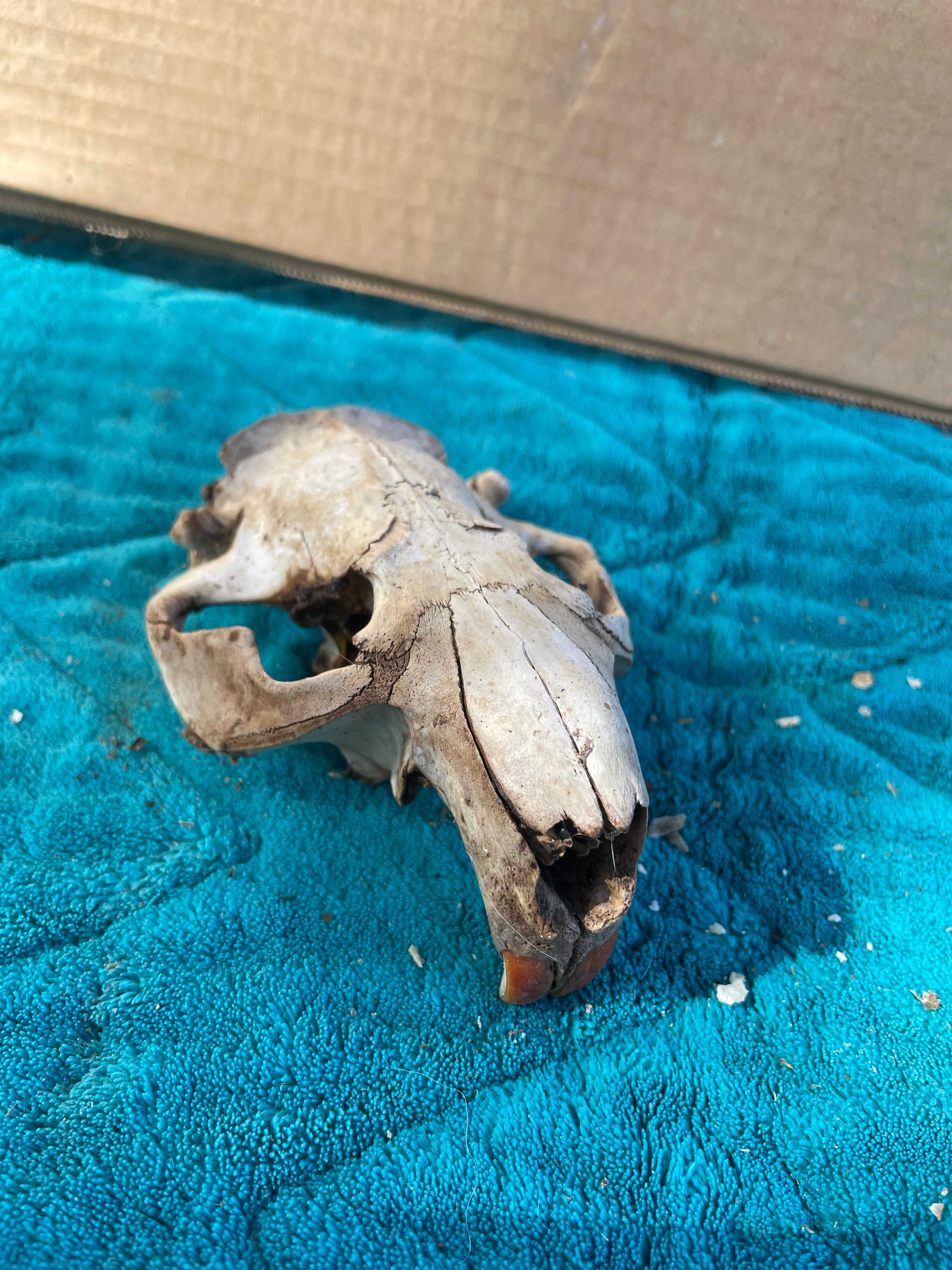 Craft Grade Beaver Skull