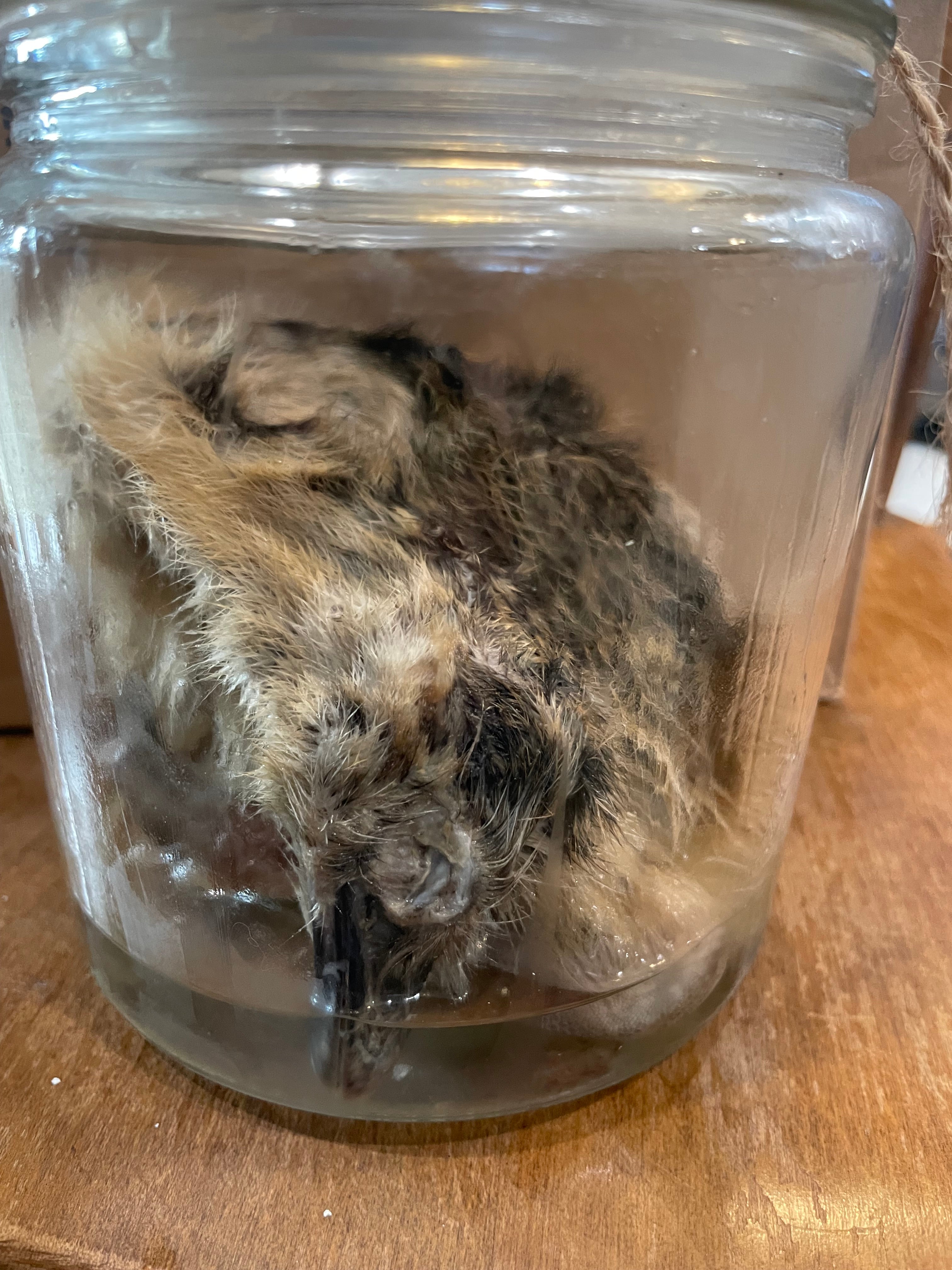 Emu Wet Specimen