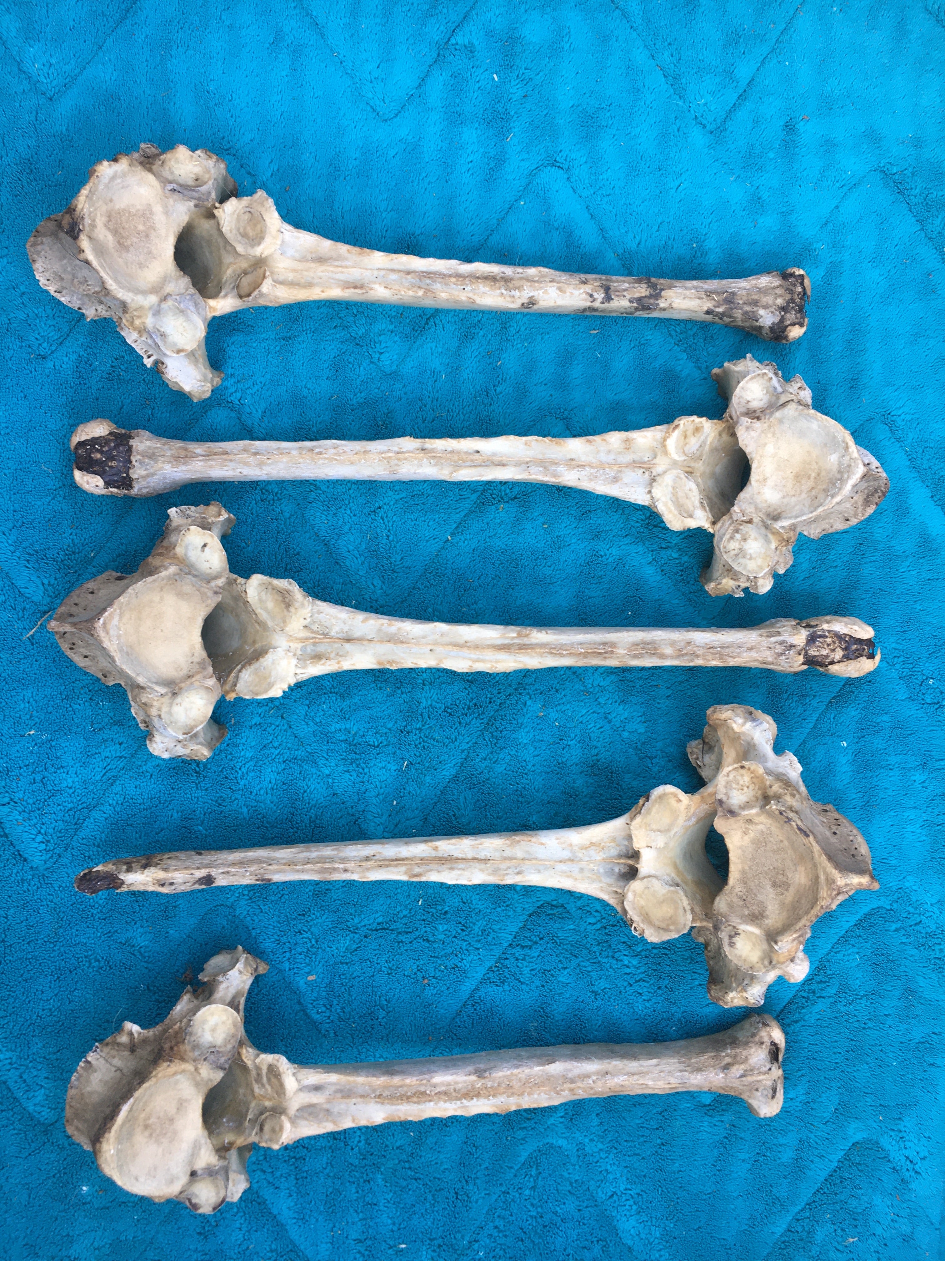 Foal Vertebrae Lot