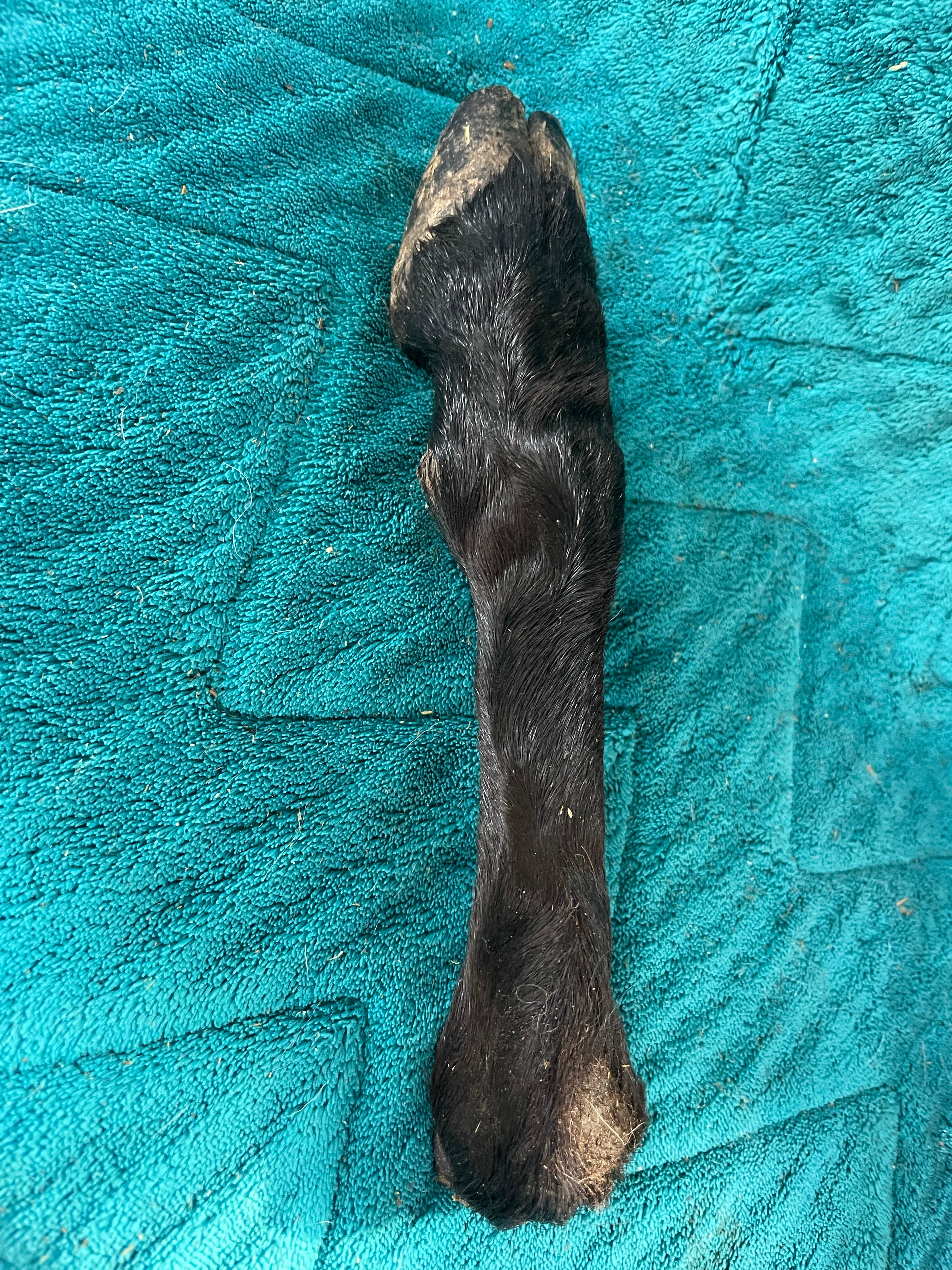 Cow Leg Mummified