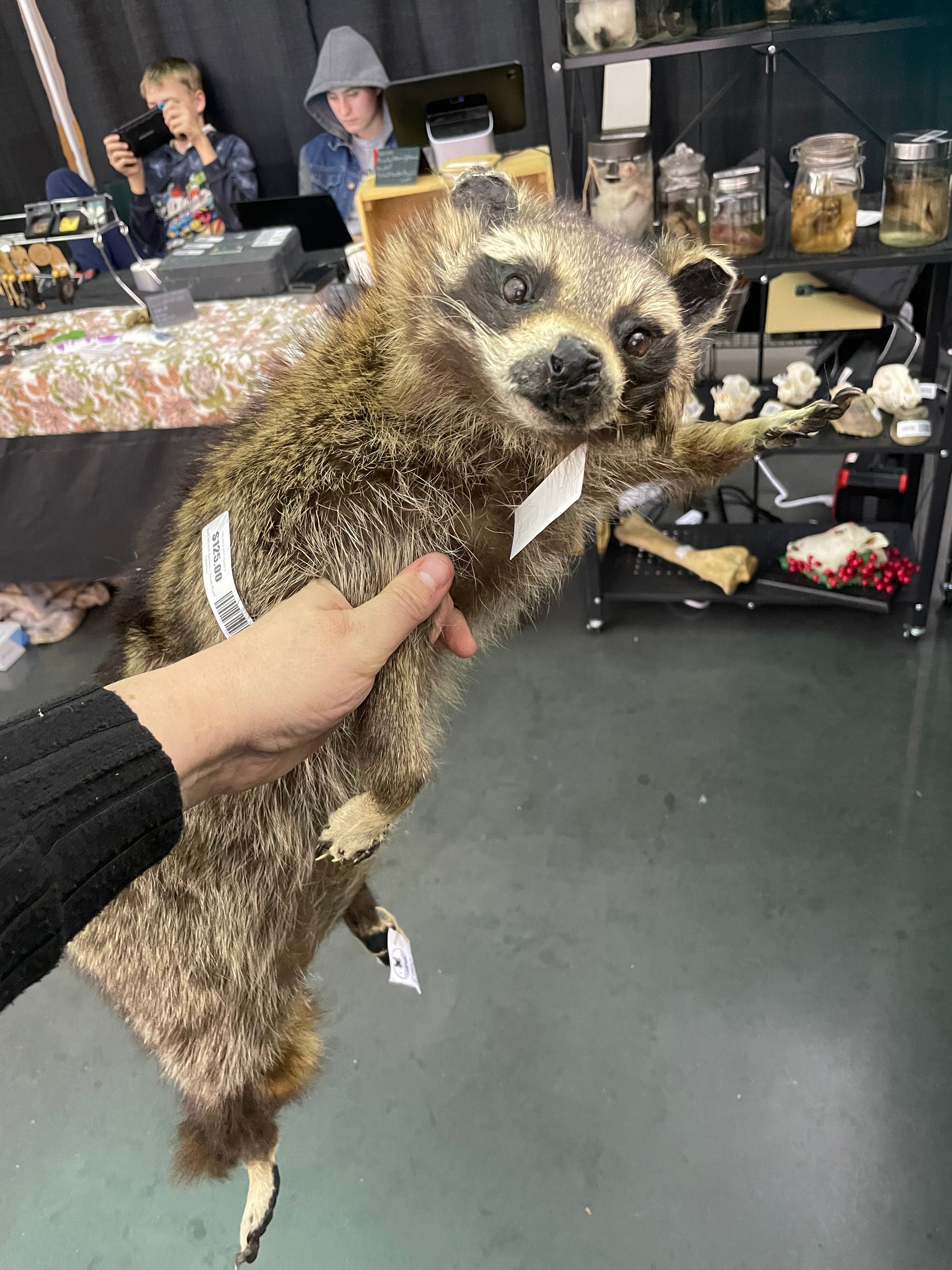 Sale Soft Mount Racoon done by a kid