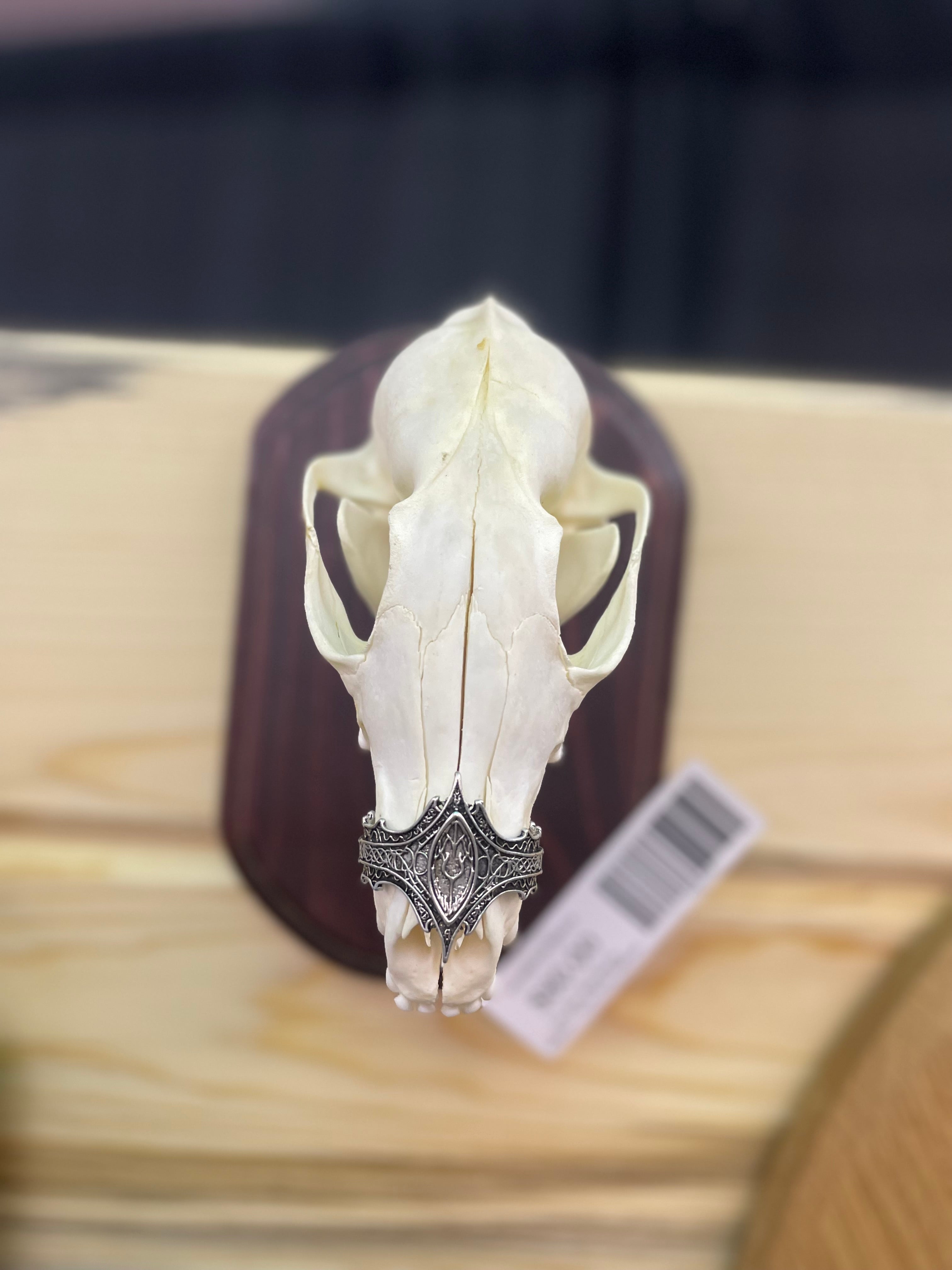 Fox Skull Wall Mount w/Sliver