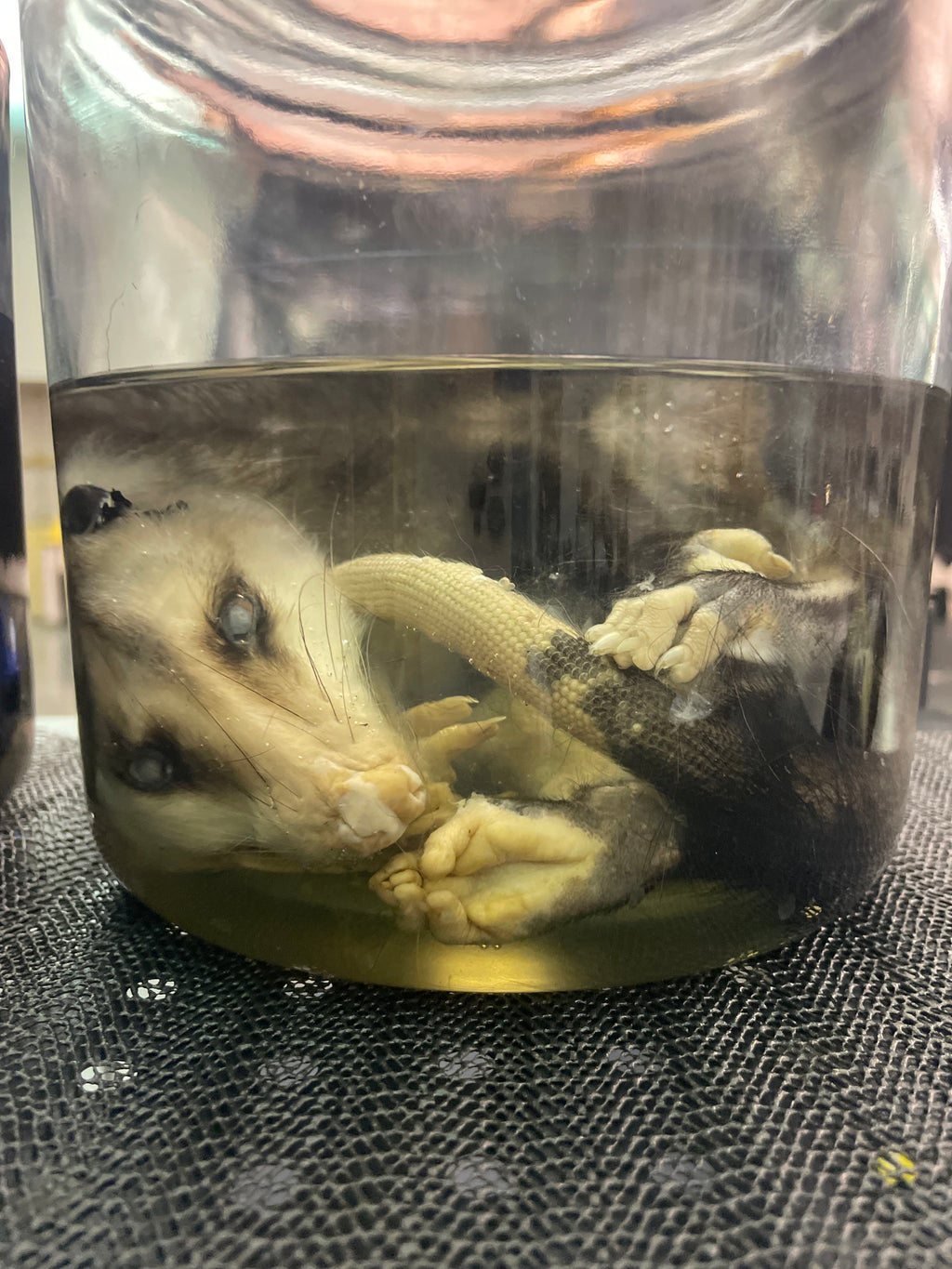 Baby Opposum Road Kill Has some bald areas SALE