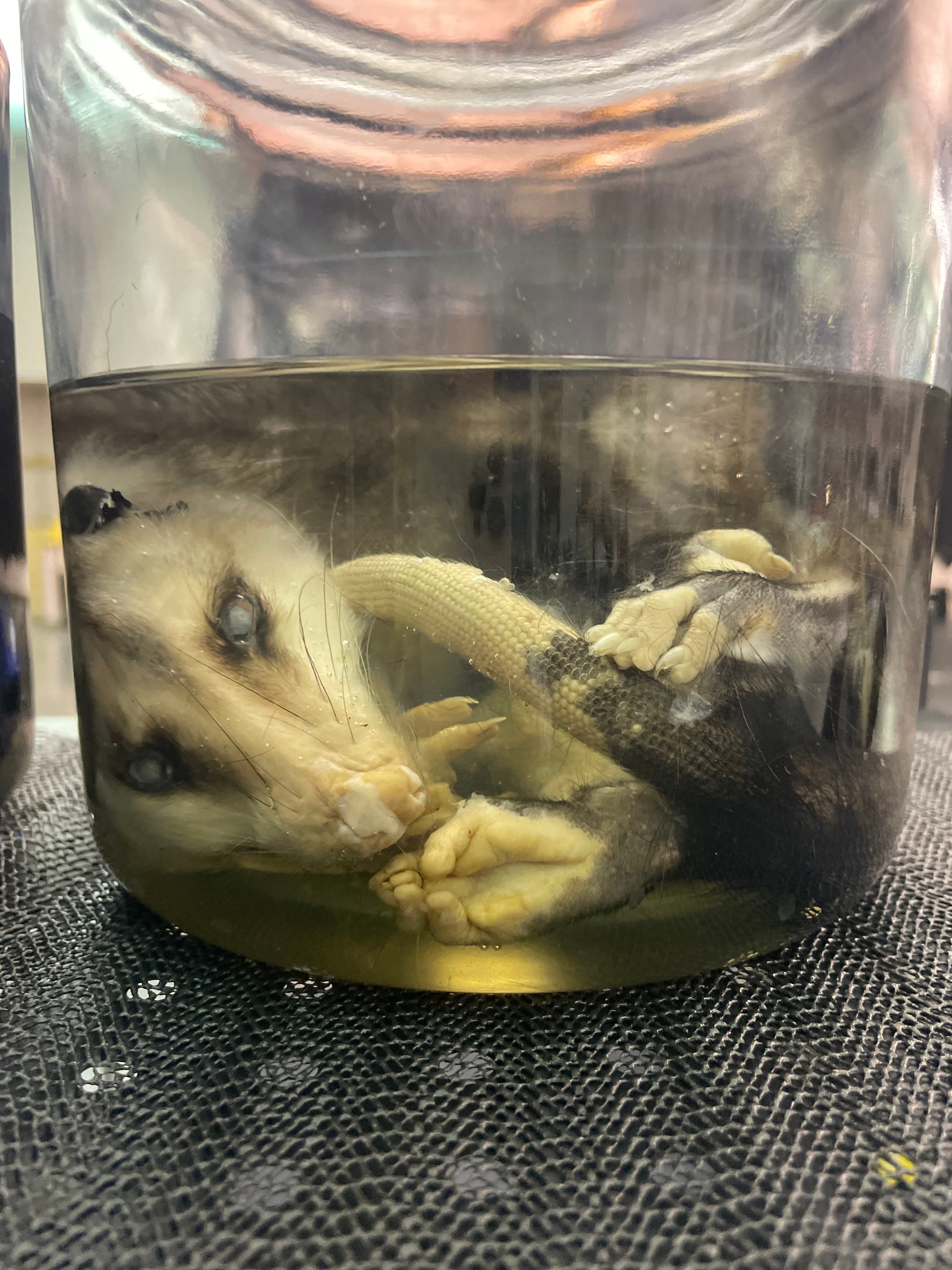 Baby Opposum Road Kill Has some bald areas SALE