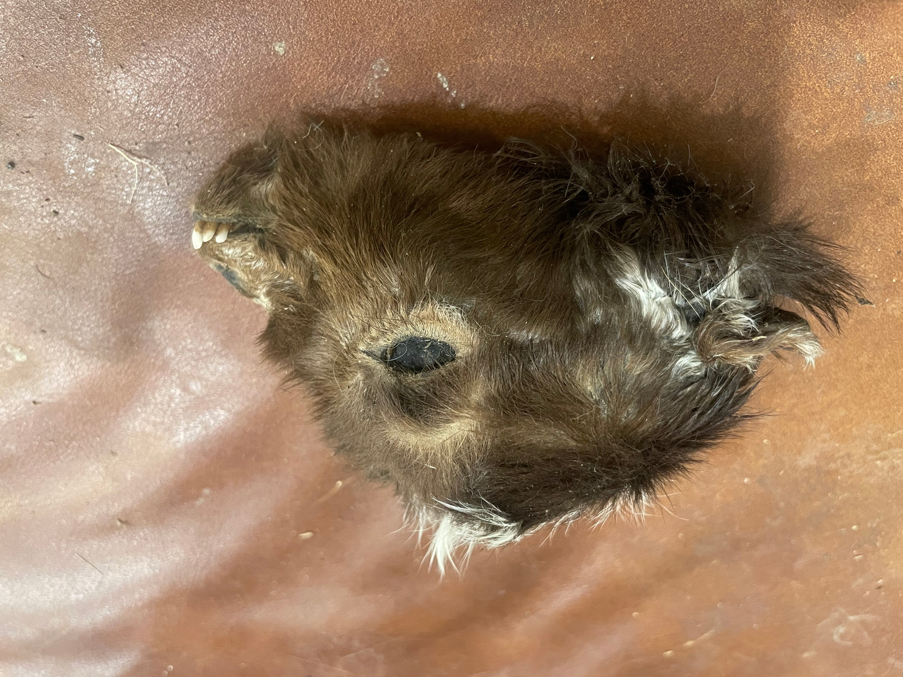Mummified Lamancha Goat Head