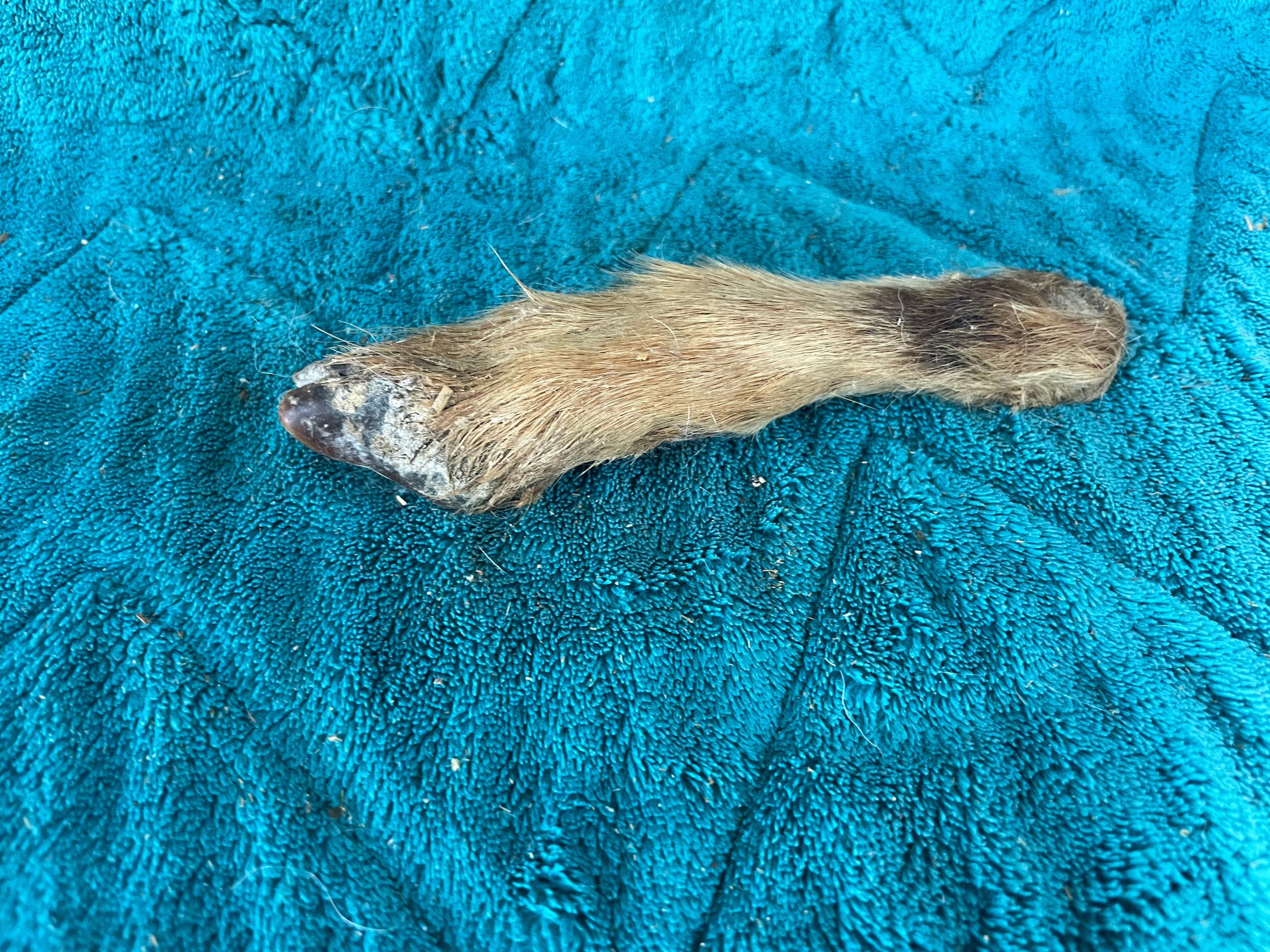 Goat Leg Mummified