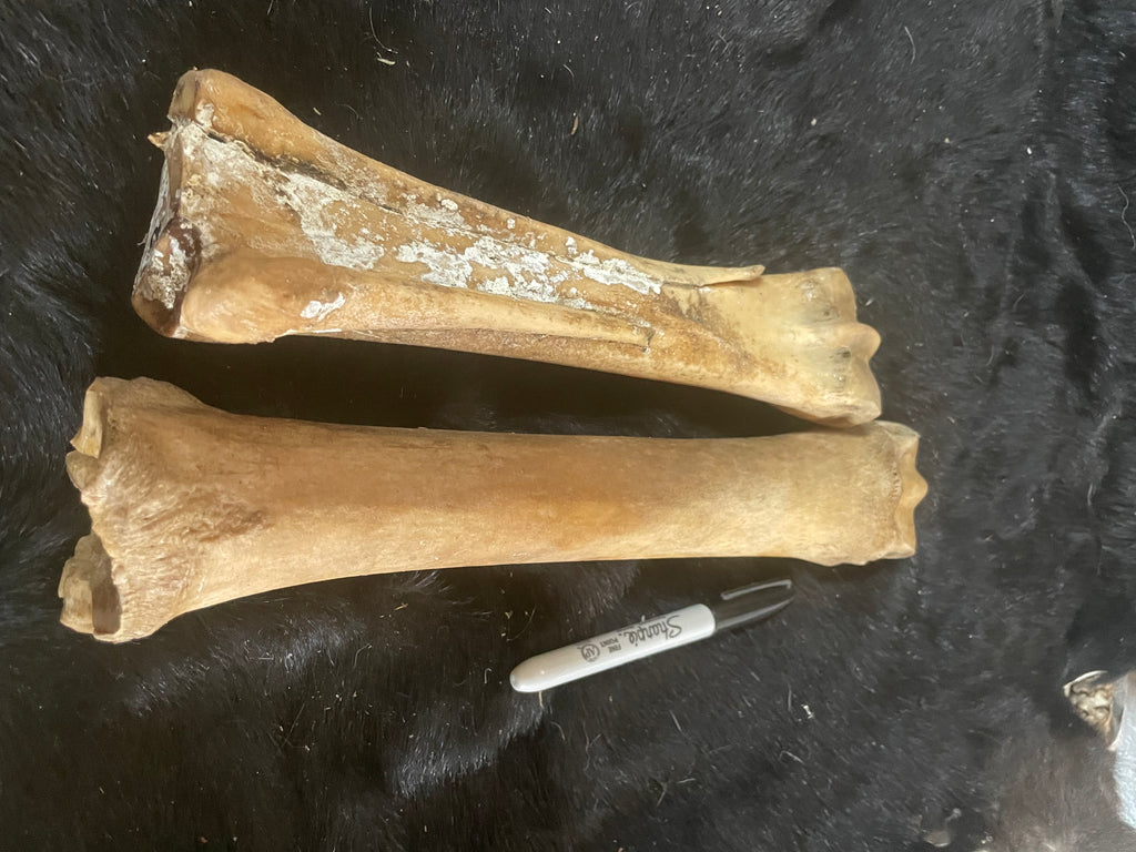 Horse Leg Bones 4