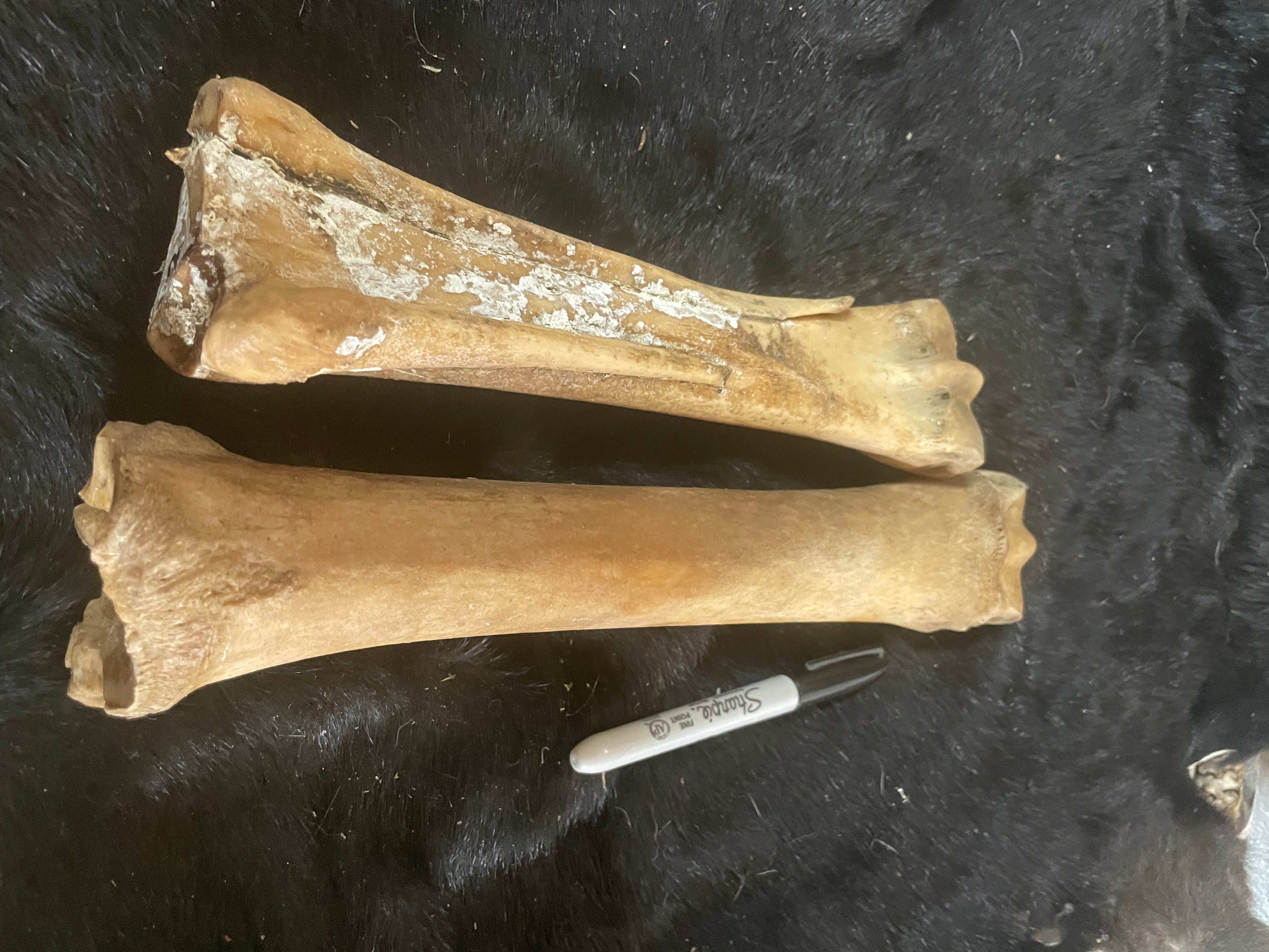 Horse Leg Bones 4