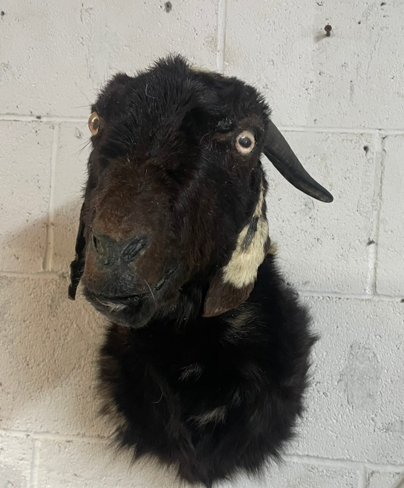 Derpy Goat