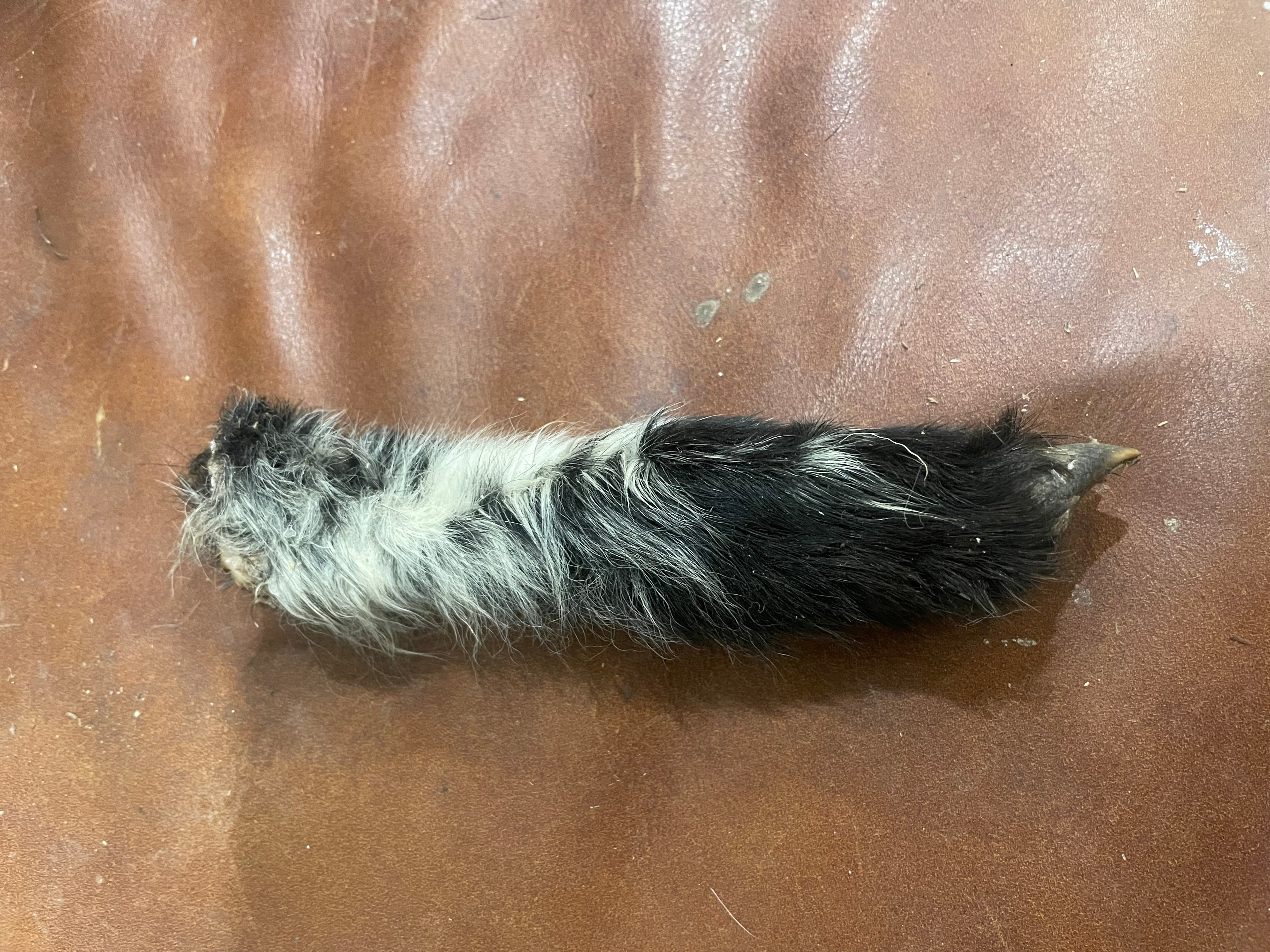 Lamb Leg