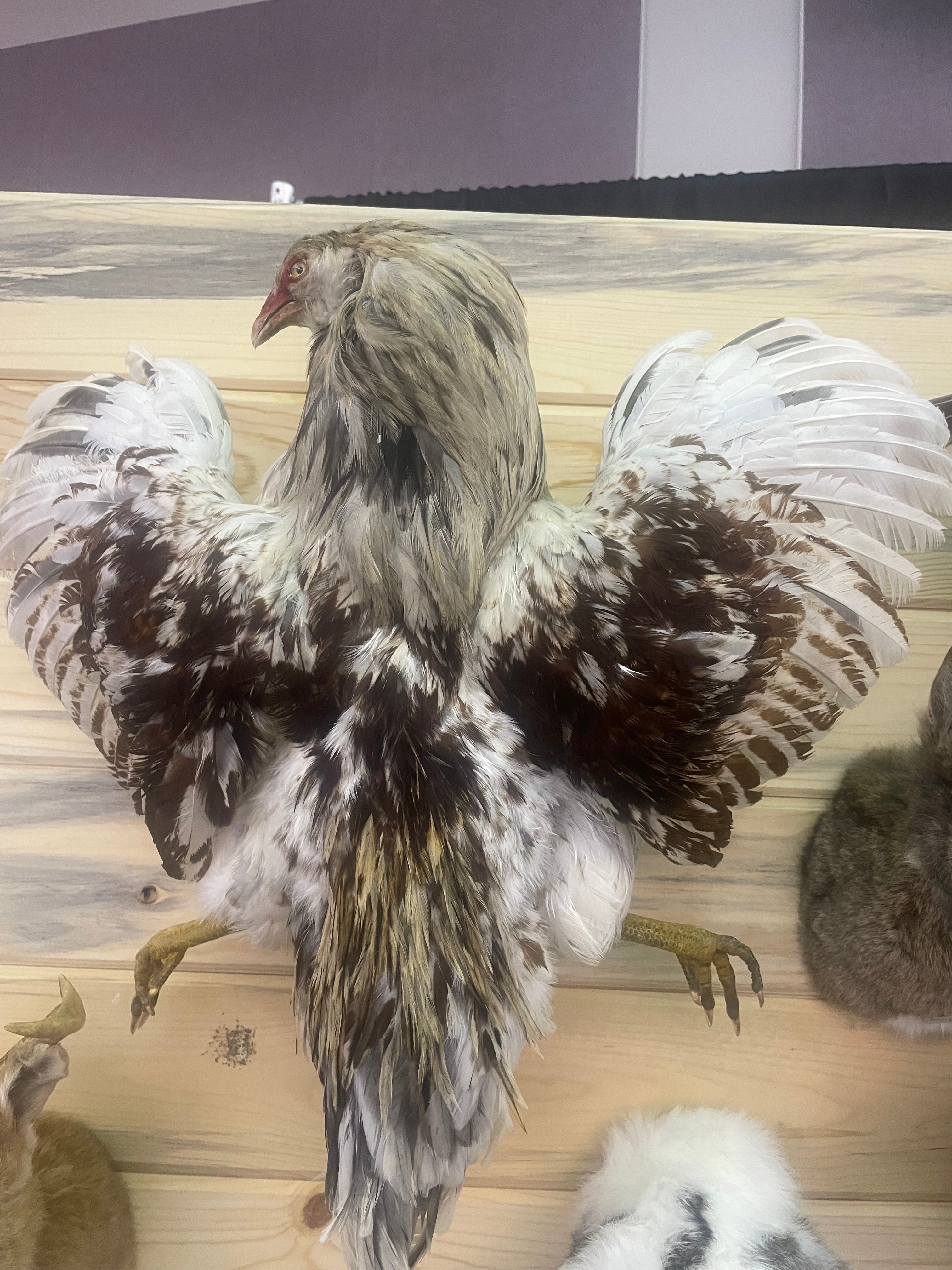 Chicken on Wall Plaque