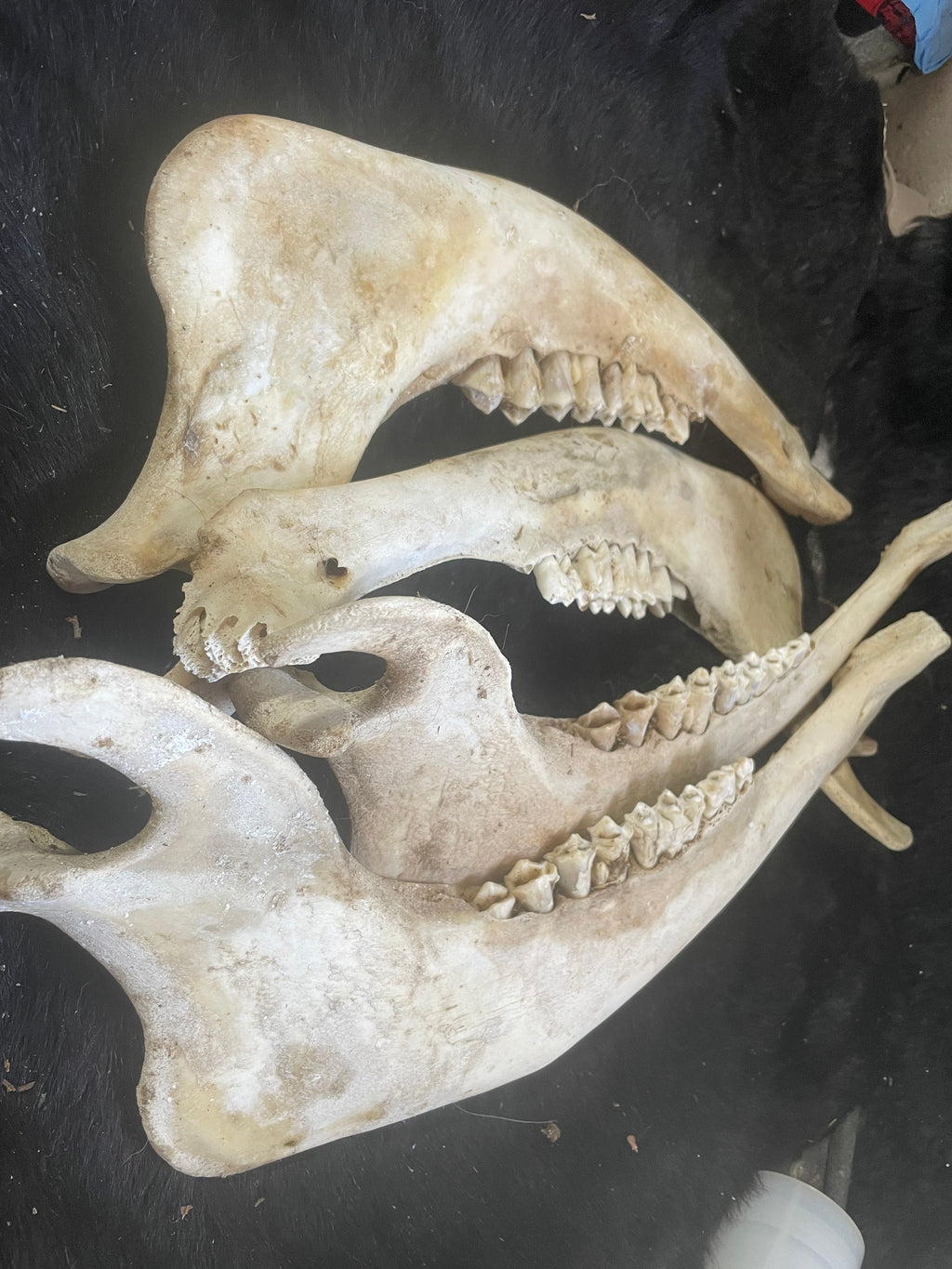 Jaw Bone Lot Bison