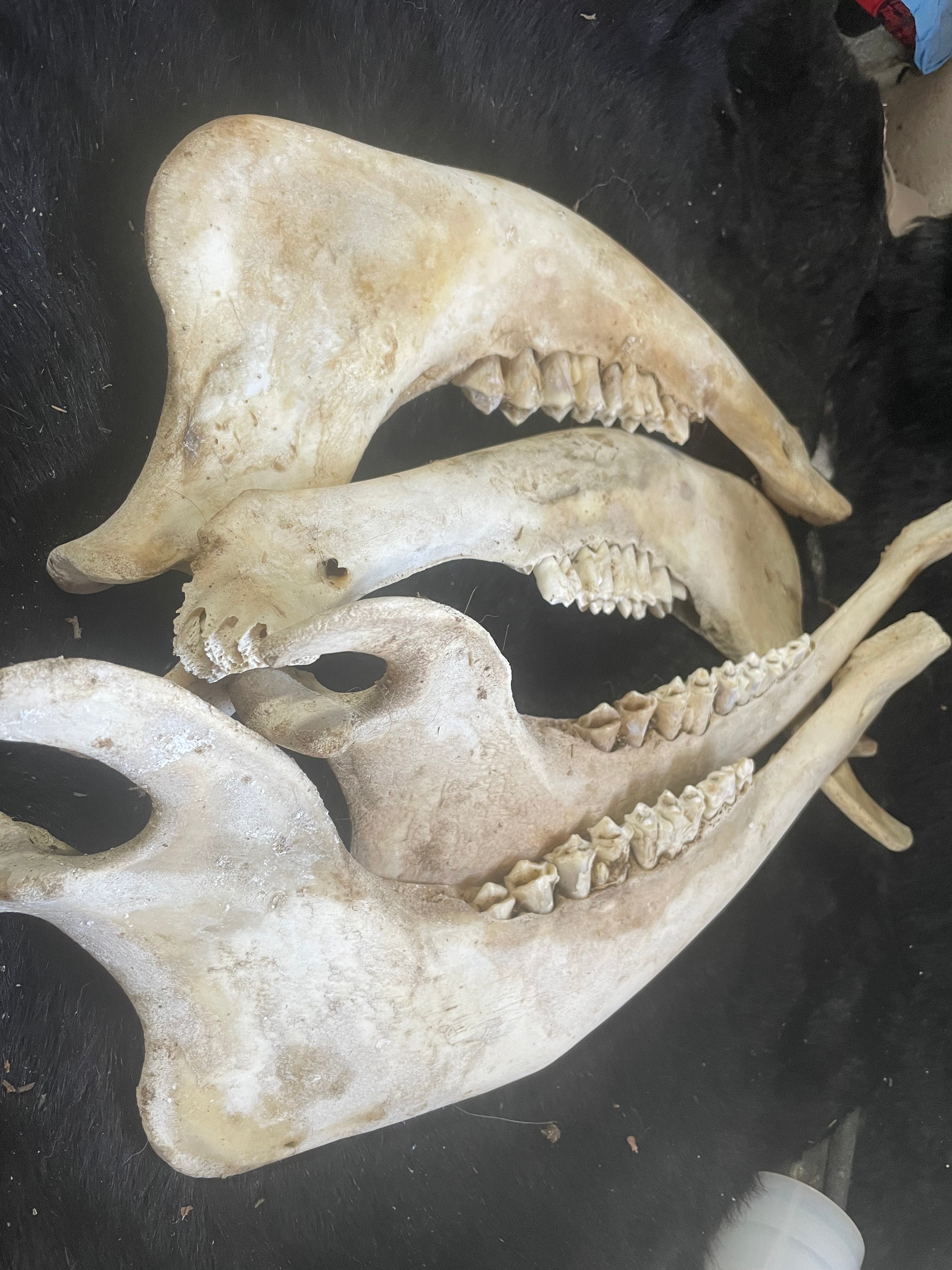 Jaw Bone Lot Bison