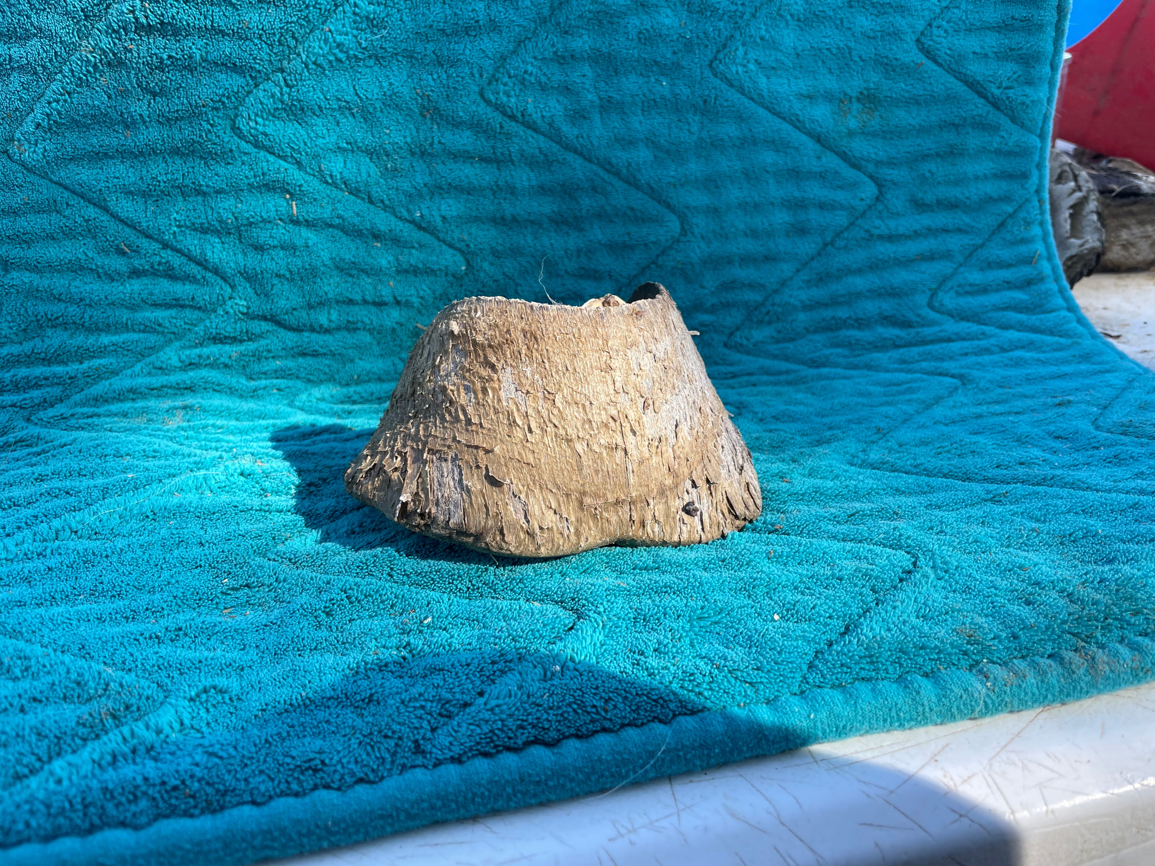 Horse Hoof