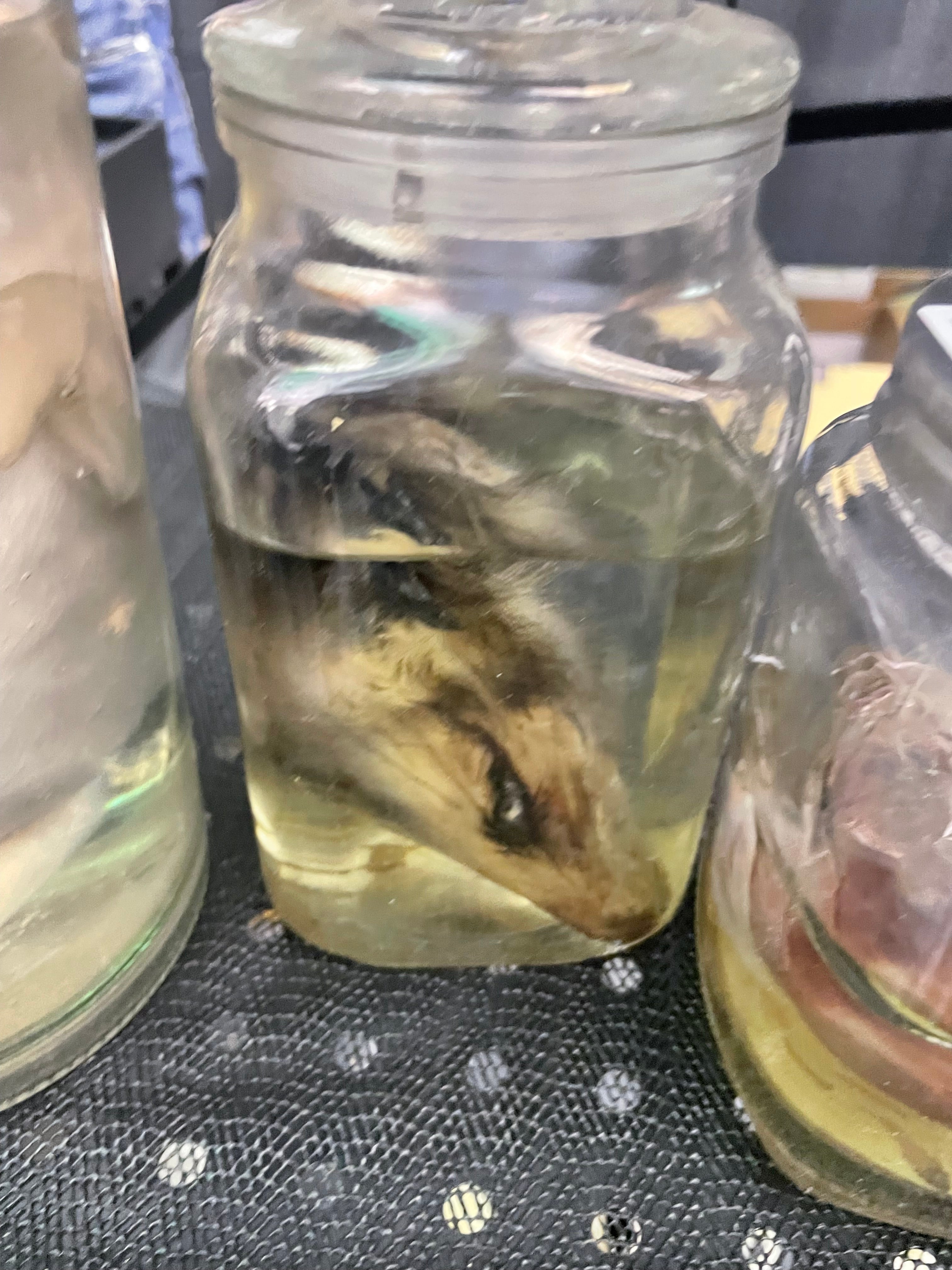 Opposum Head Wet Specimen