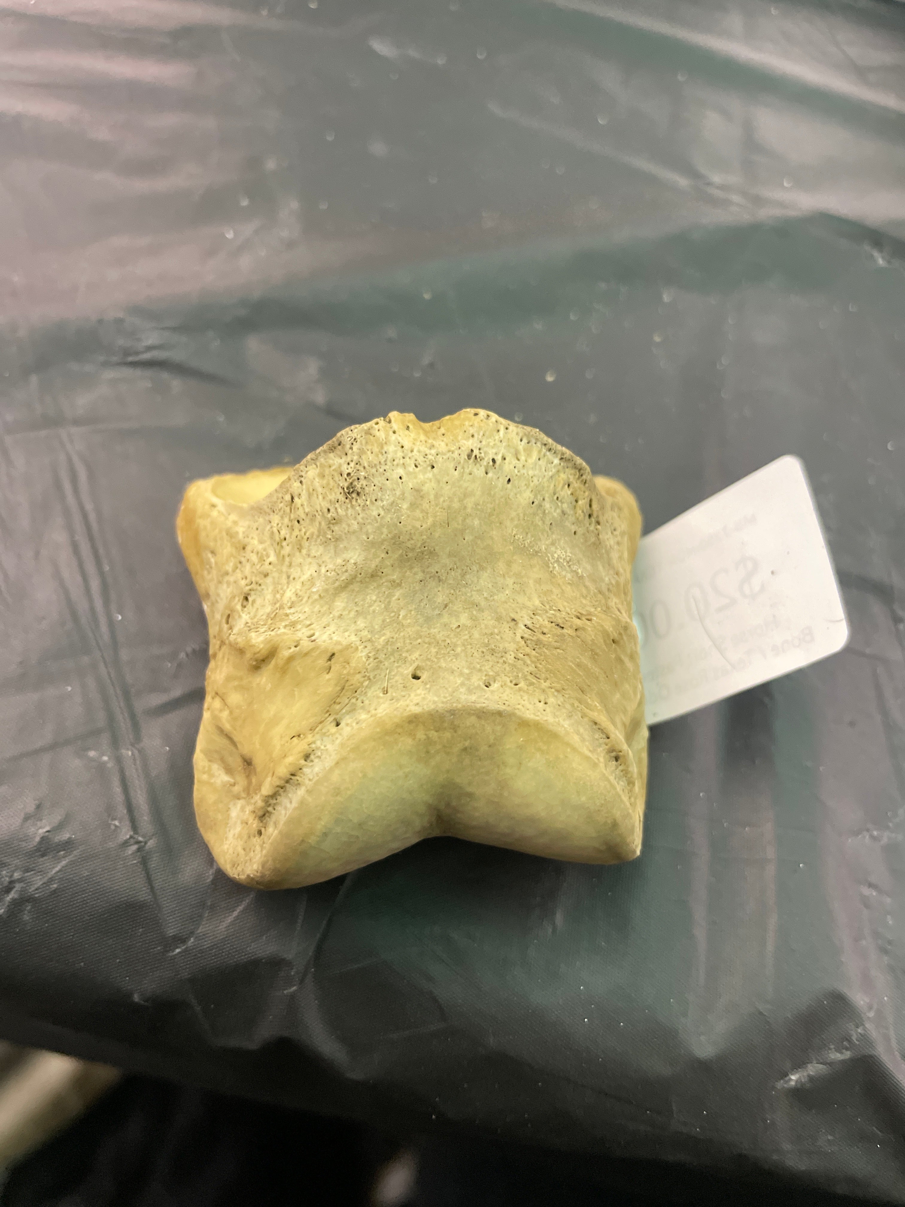 Horse Short Pastern Bone