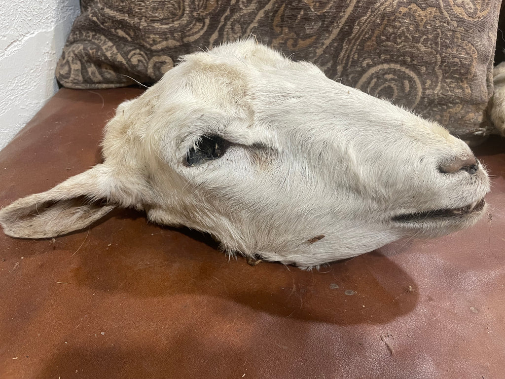 Xl Mummified Sheep Head
