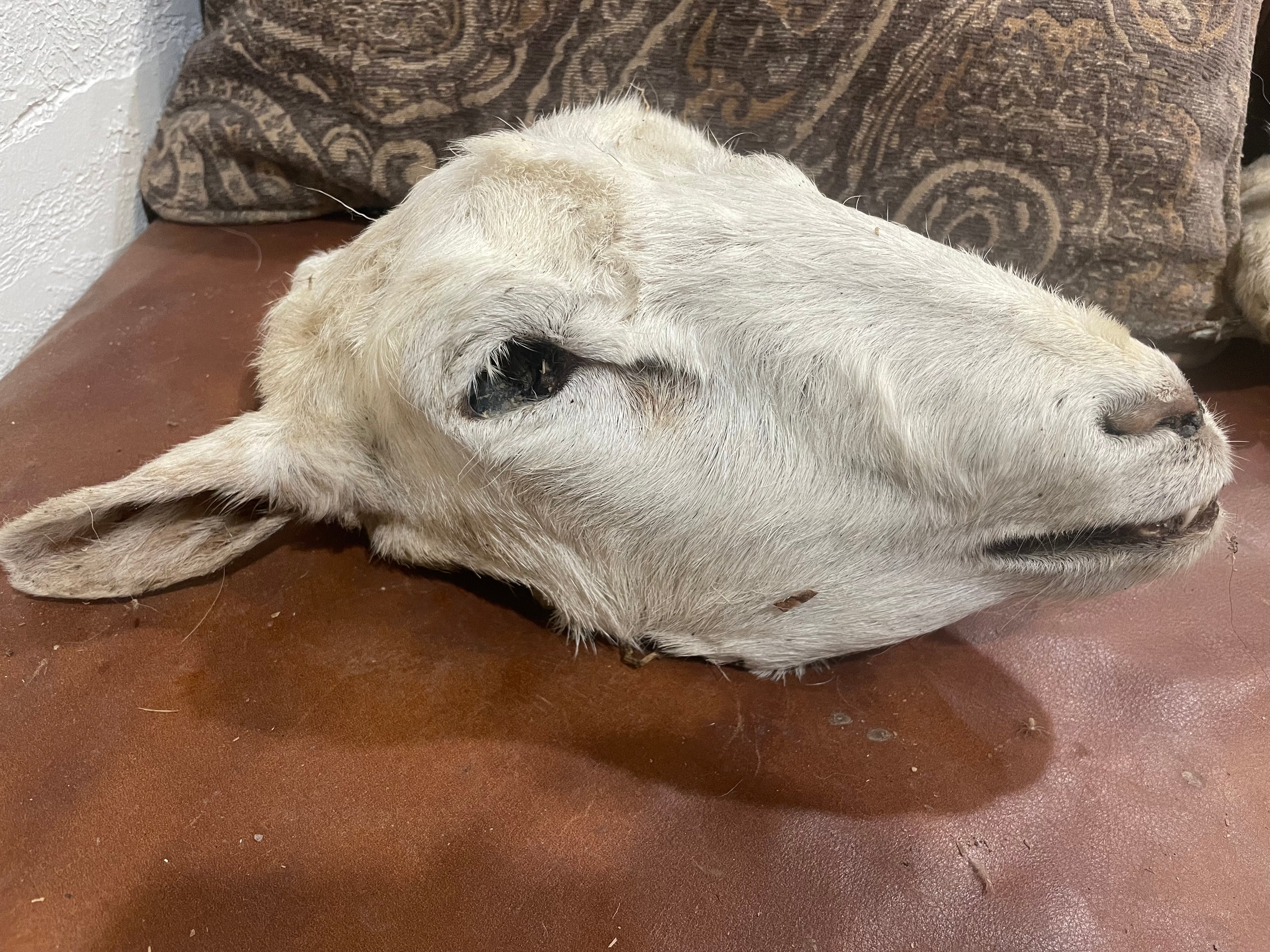 Xl Mummified Sheep Head
