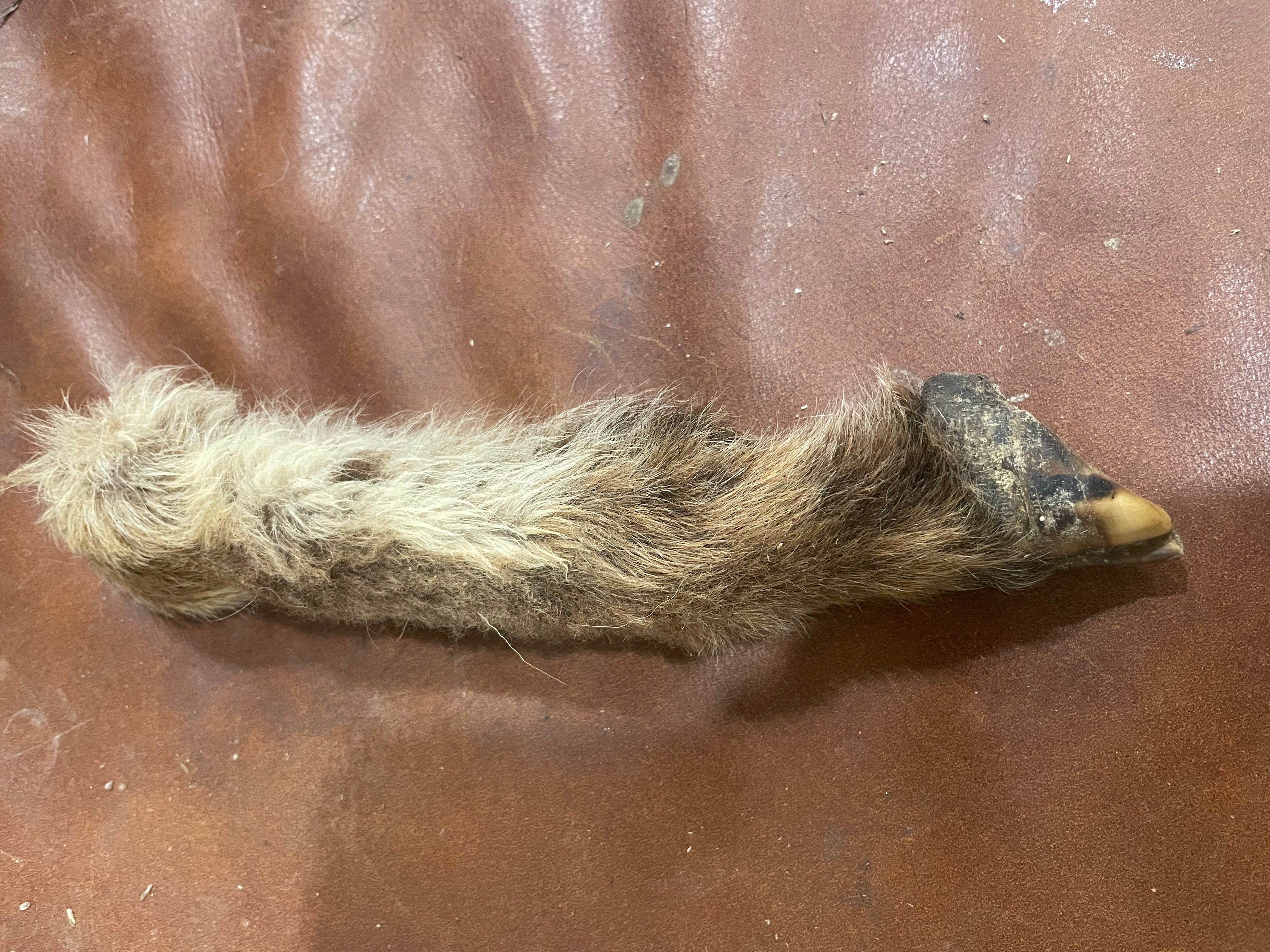 Mummified Sheep Leg