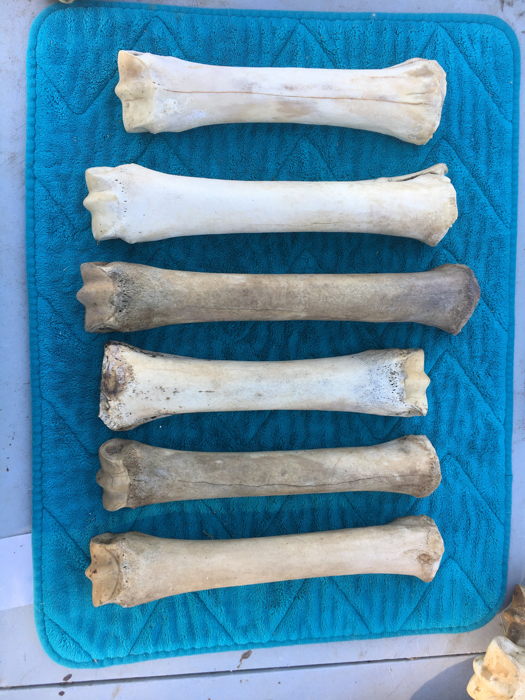 Horse leg Lots