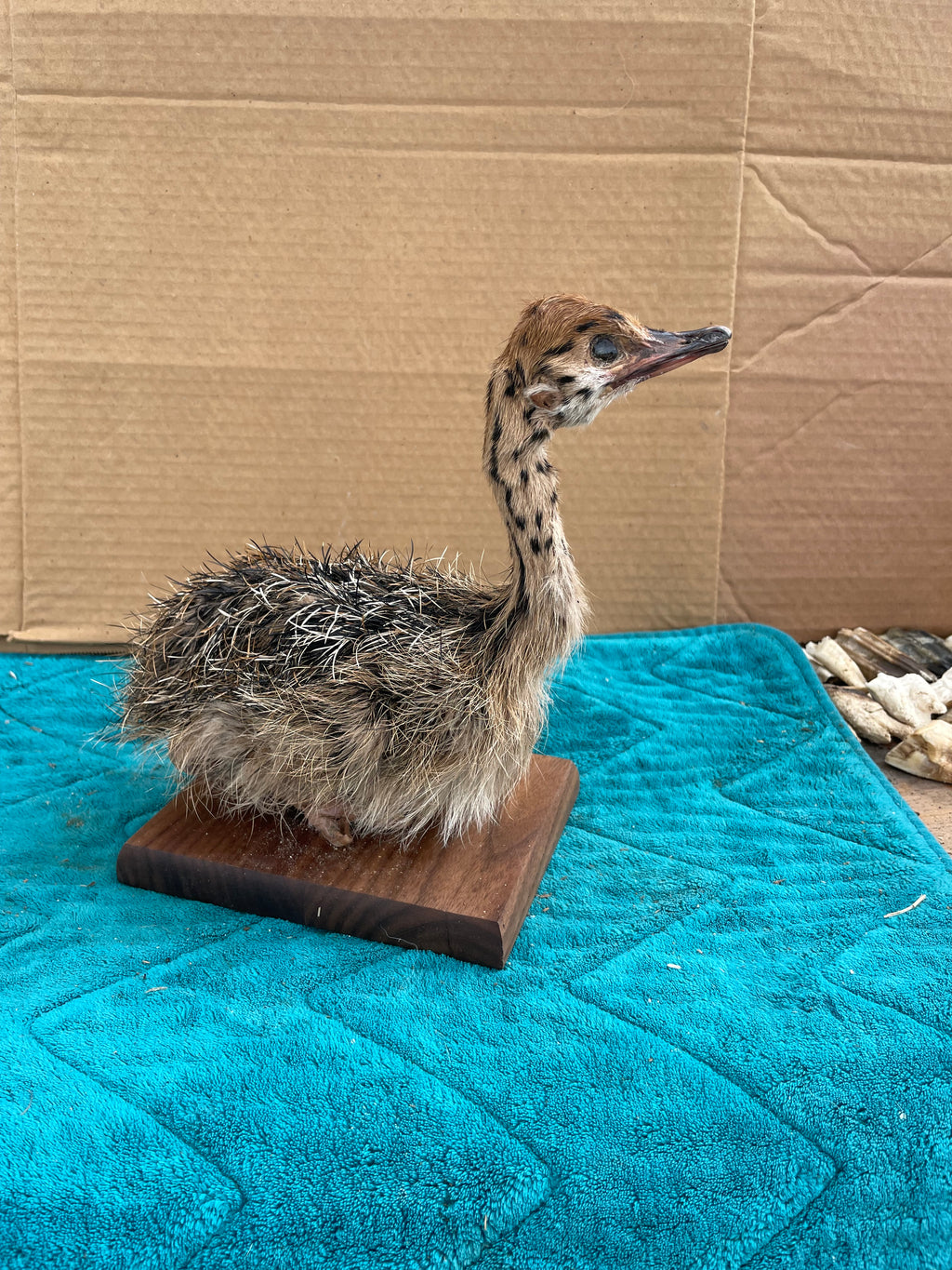 Ostrich