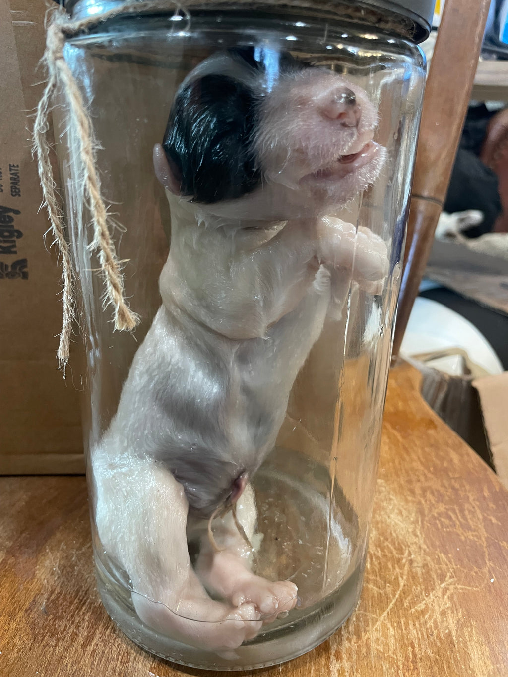 Great Pyrenese Puppy Wet Specimen