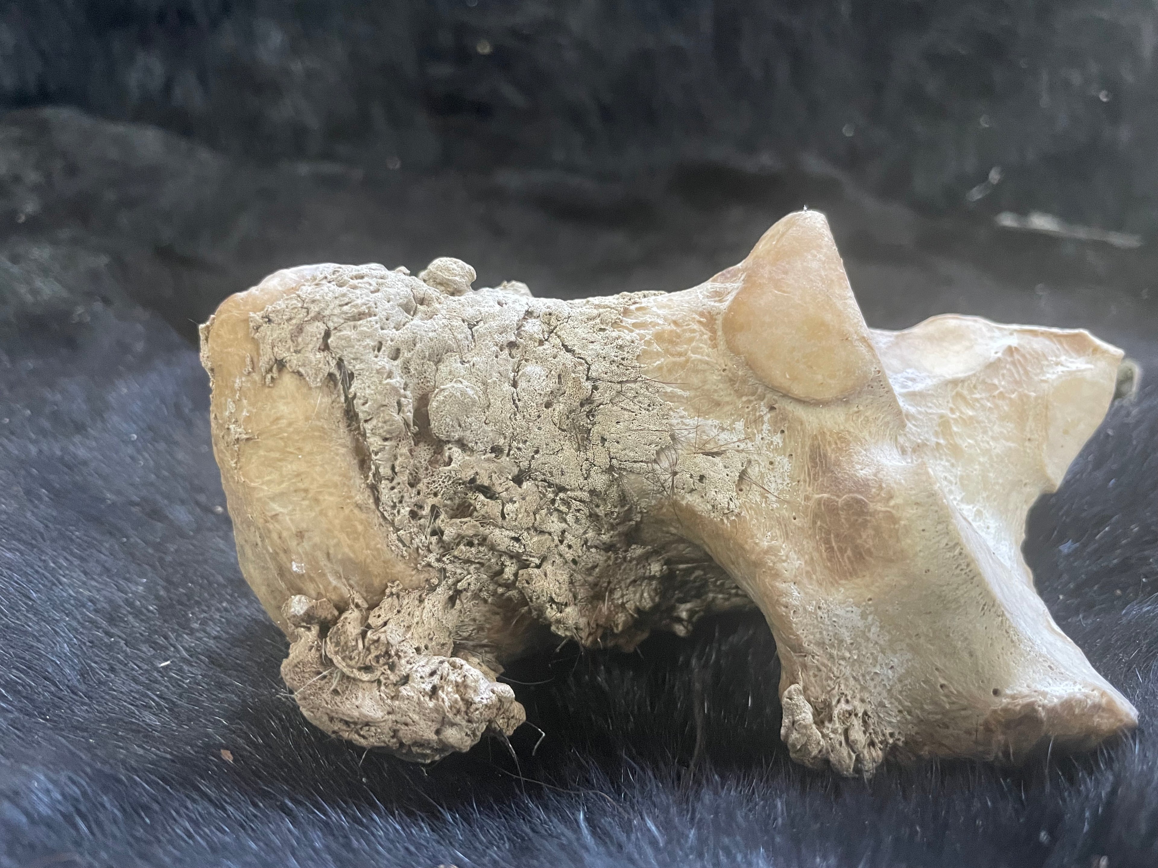 Horse Arthritic Bone
